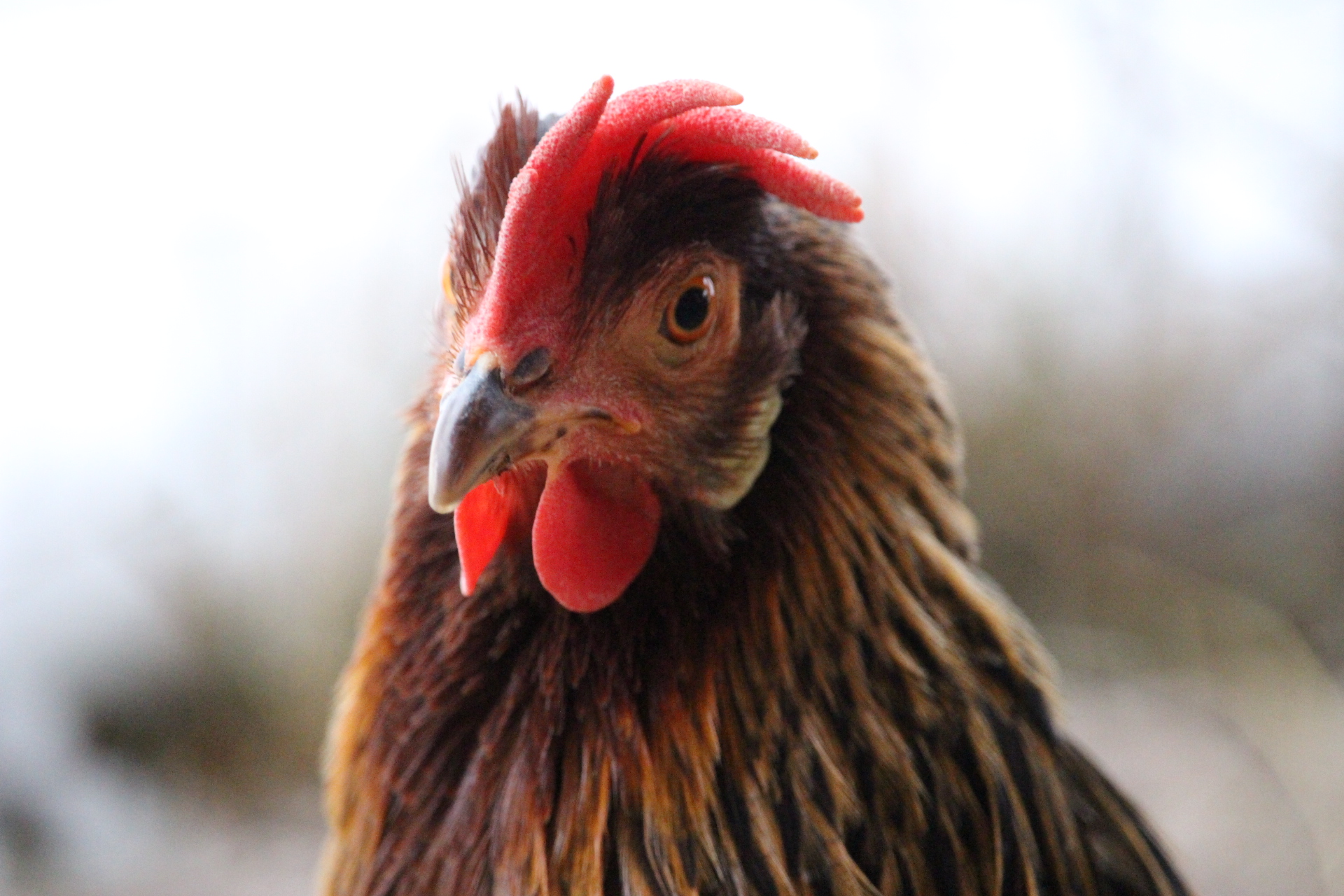brown_leghorn_hen_striatus1.JPG