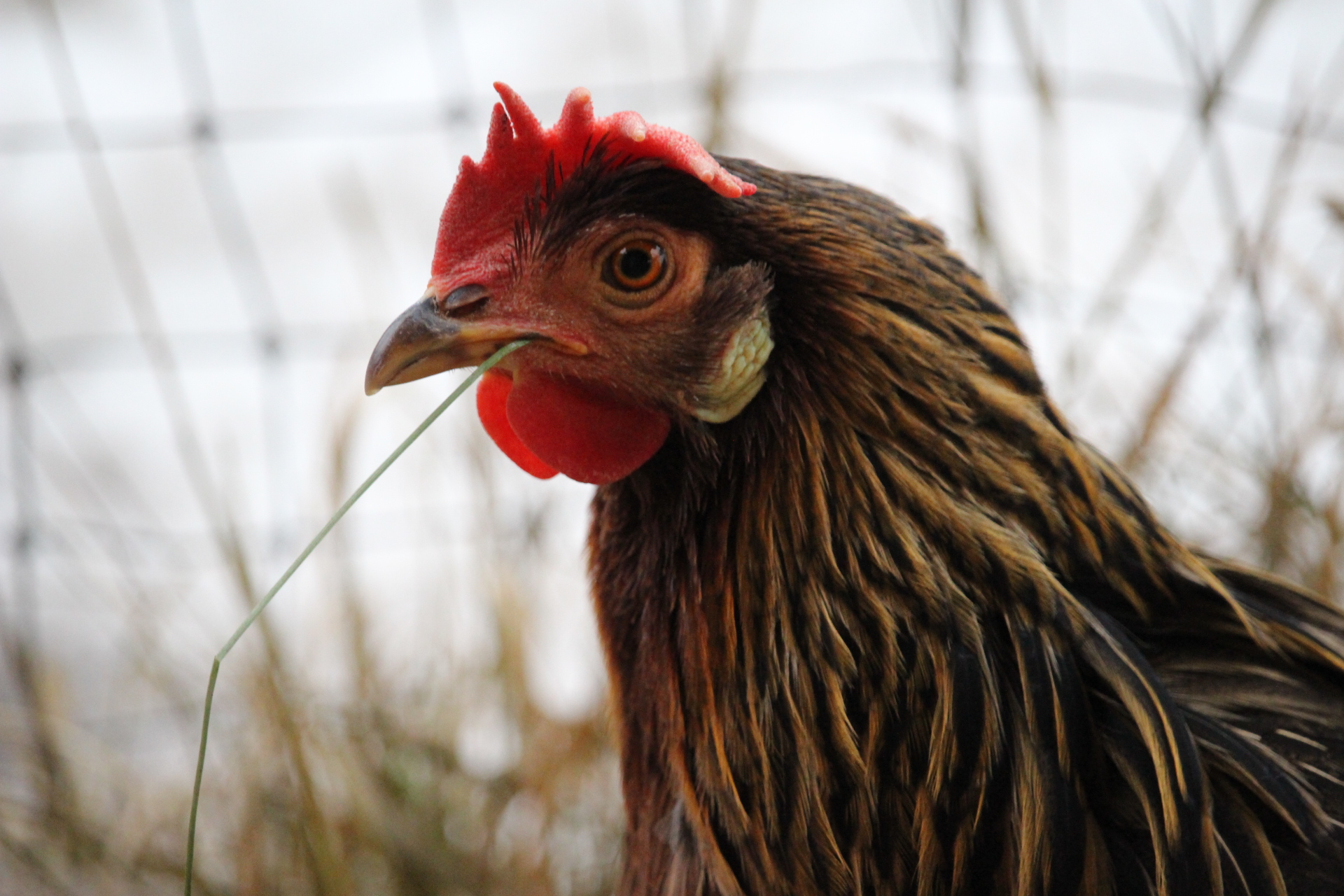 brown_leghorn_hen_striatus2.JPG
