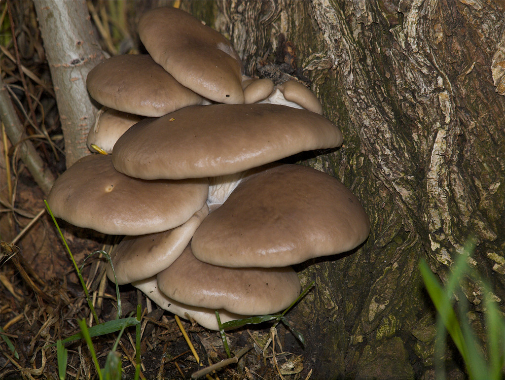 Brown_oyster_mushrooms_X5206643_05-20-2018-001