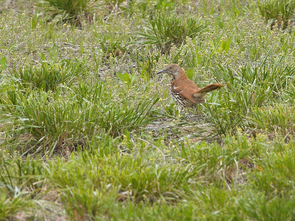 Brown_thrasher_X5136823_05-13-2022-001.jpg