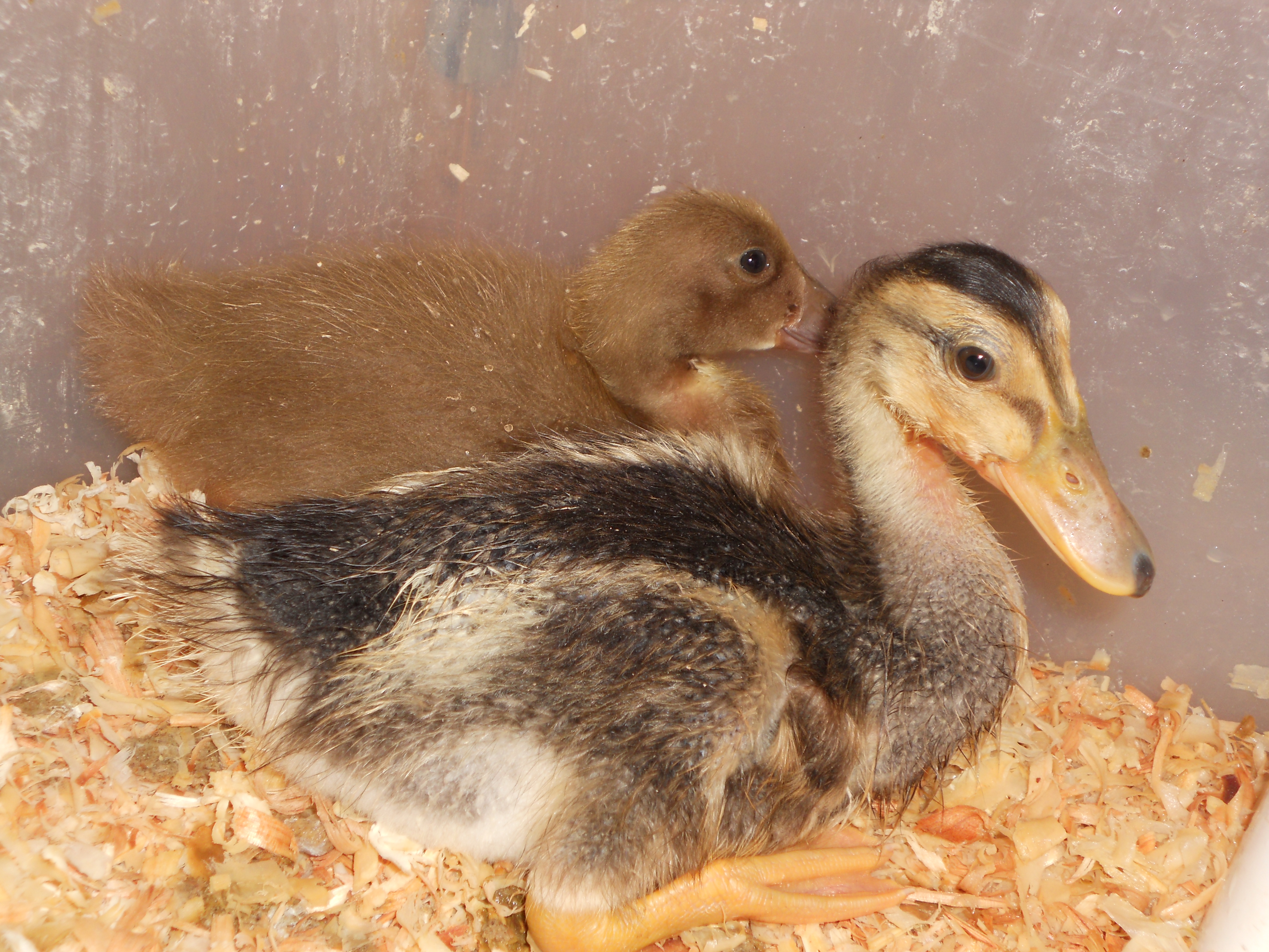 Brownie and Tina, who finally grows and walks