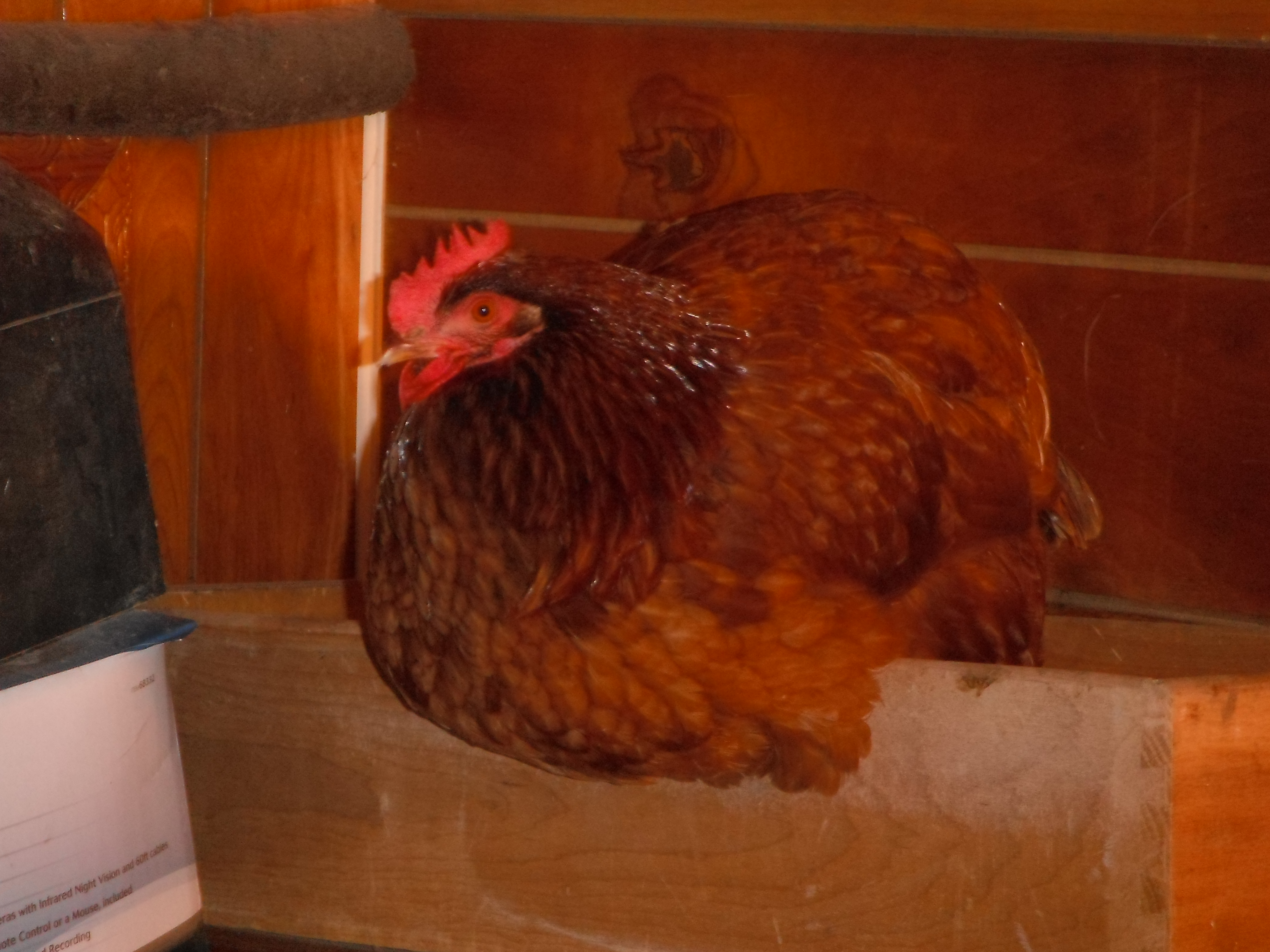 Brownie Girl, 2 year old hean (as of 2012)