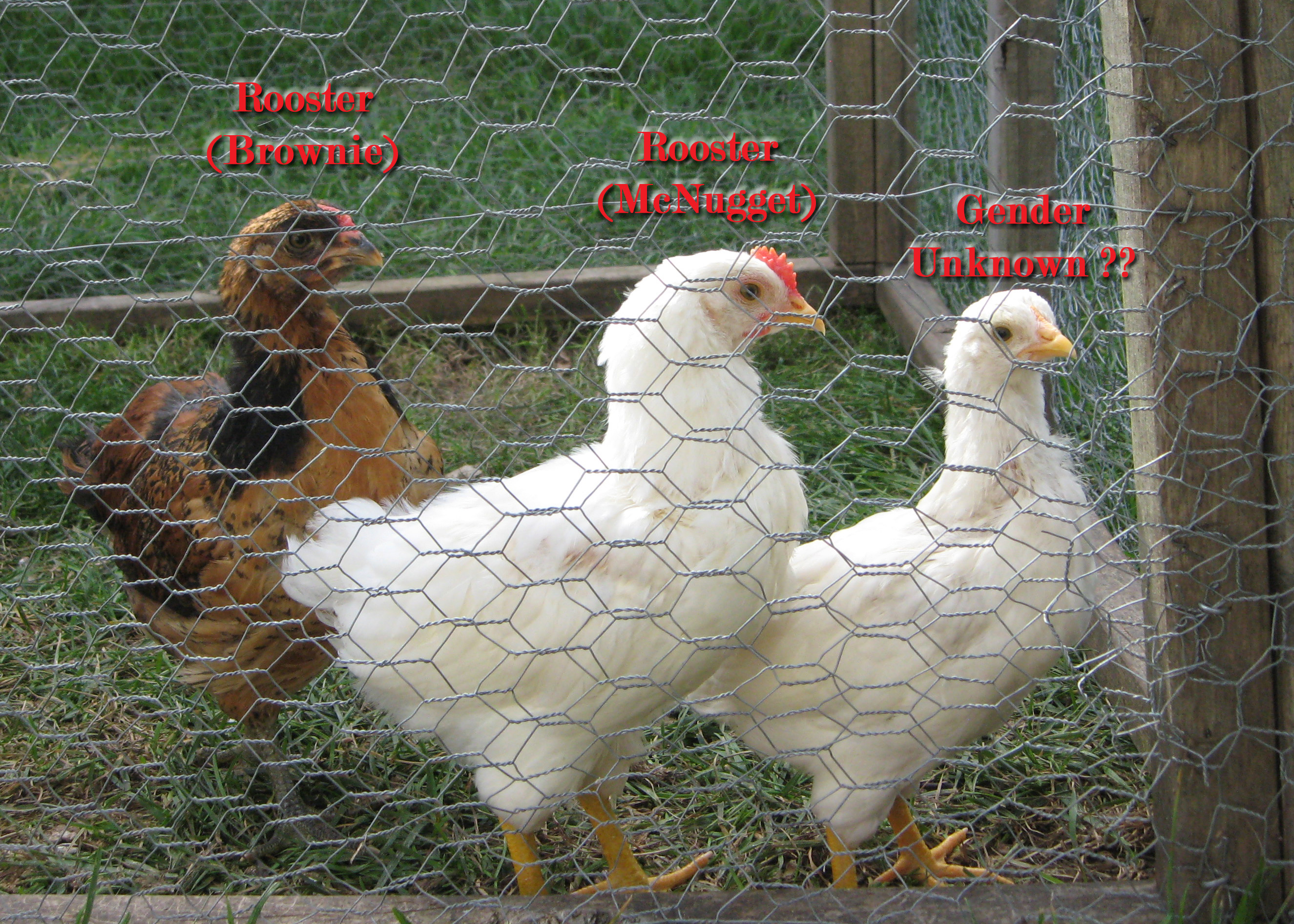 Brownie, McNugget, & Princess Lay-a 
We think rooster, rooster, & ???