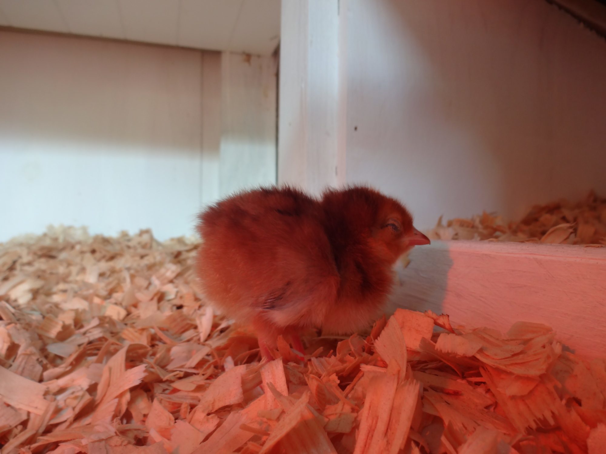 Brownie, passed a way on her sixth day of life.