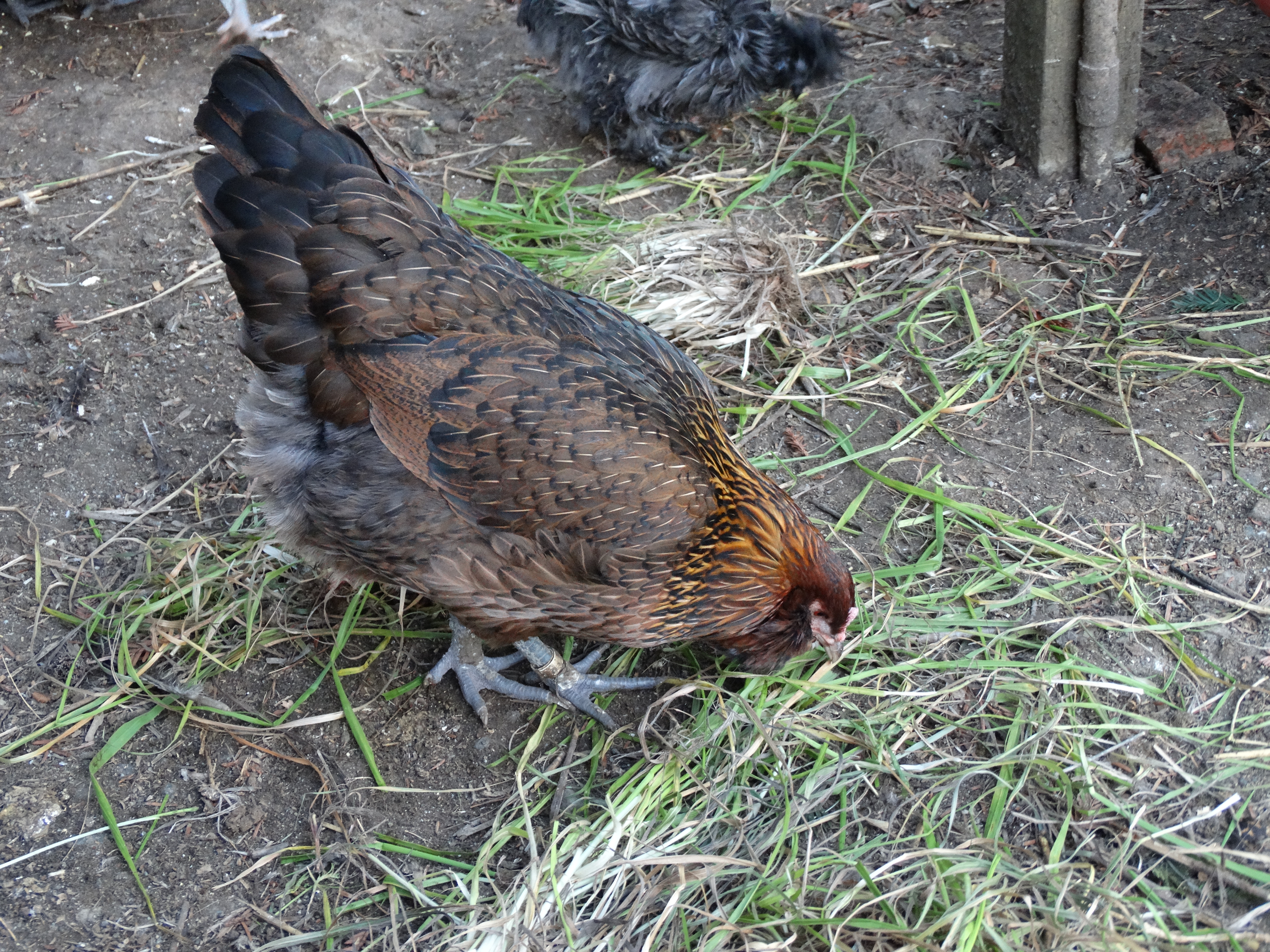 Brownie, standard Easter Egger (lays green eggs)