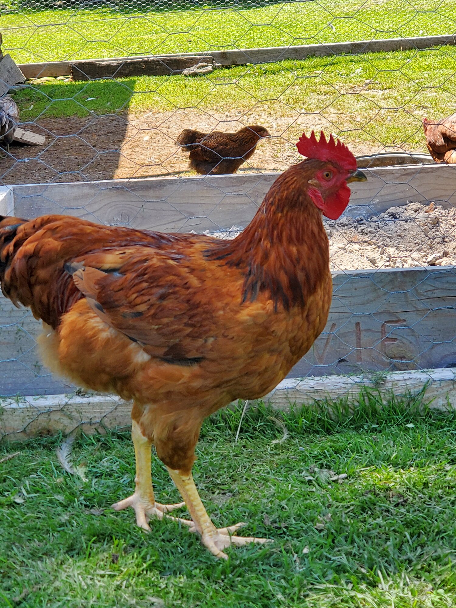 Brownie BackYard Chickens Learn How to Raise Chickens