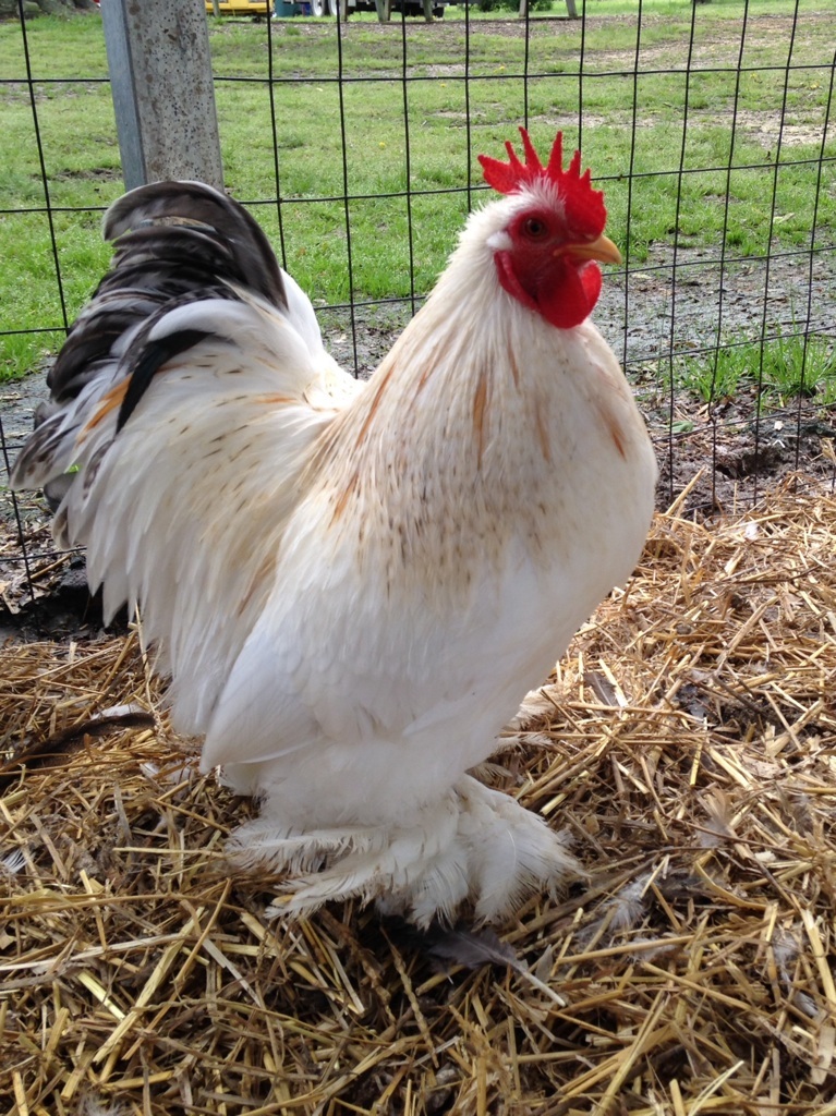 Bruce my beautiful Cochin Rooster !