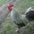 Bruce our neighbor's rooster that spends most of his days with our Bigfoot. lol