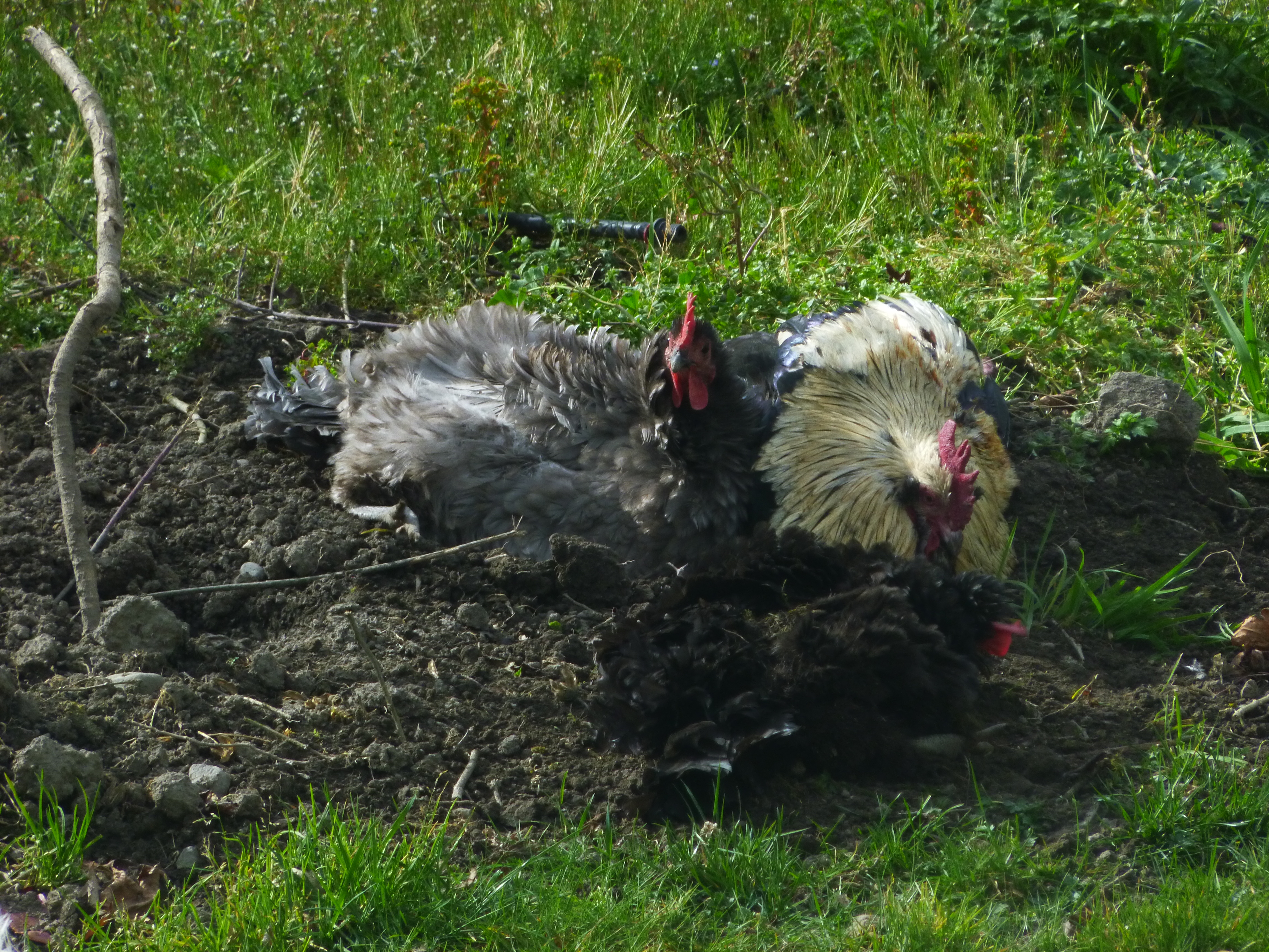 Brucester and 2 of his girls take a bath in the middle of the over grown garden