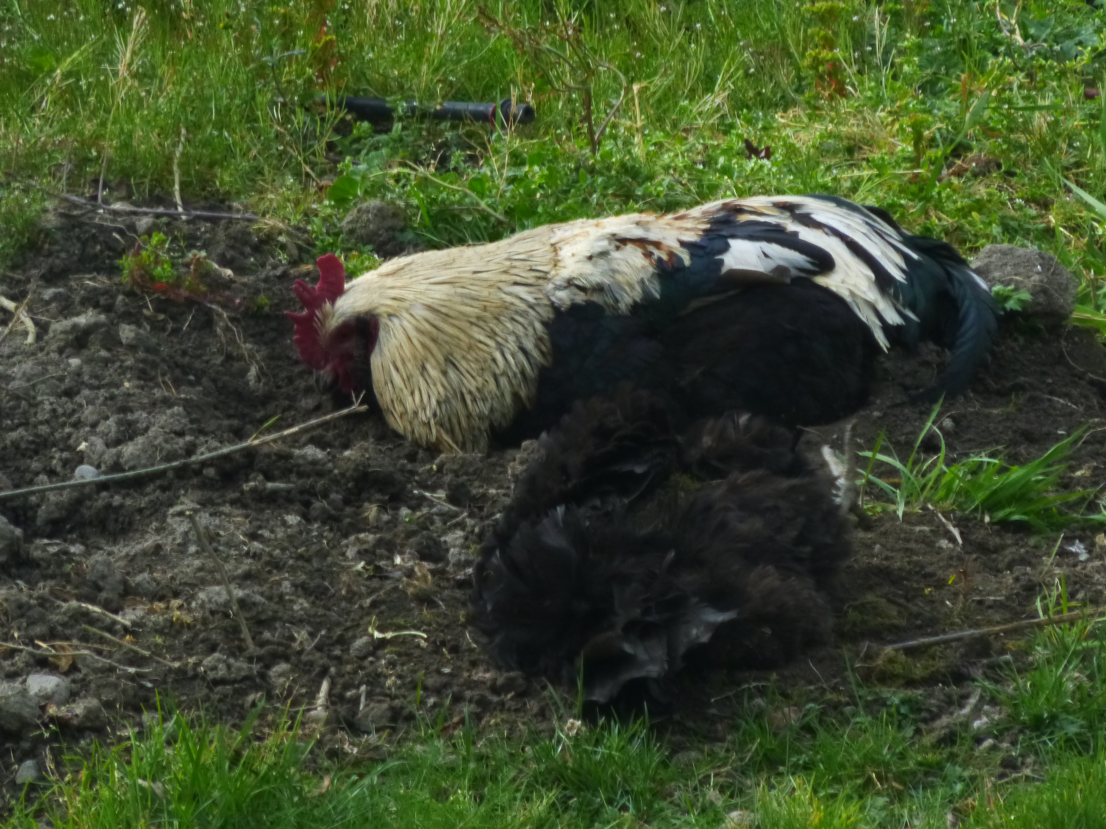 Brucester Has a nap while bathing, its a hard job for an old roo