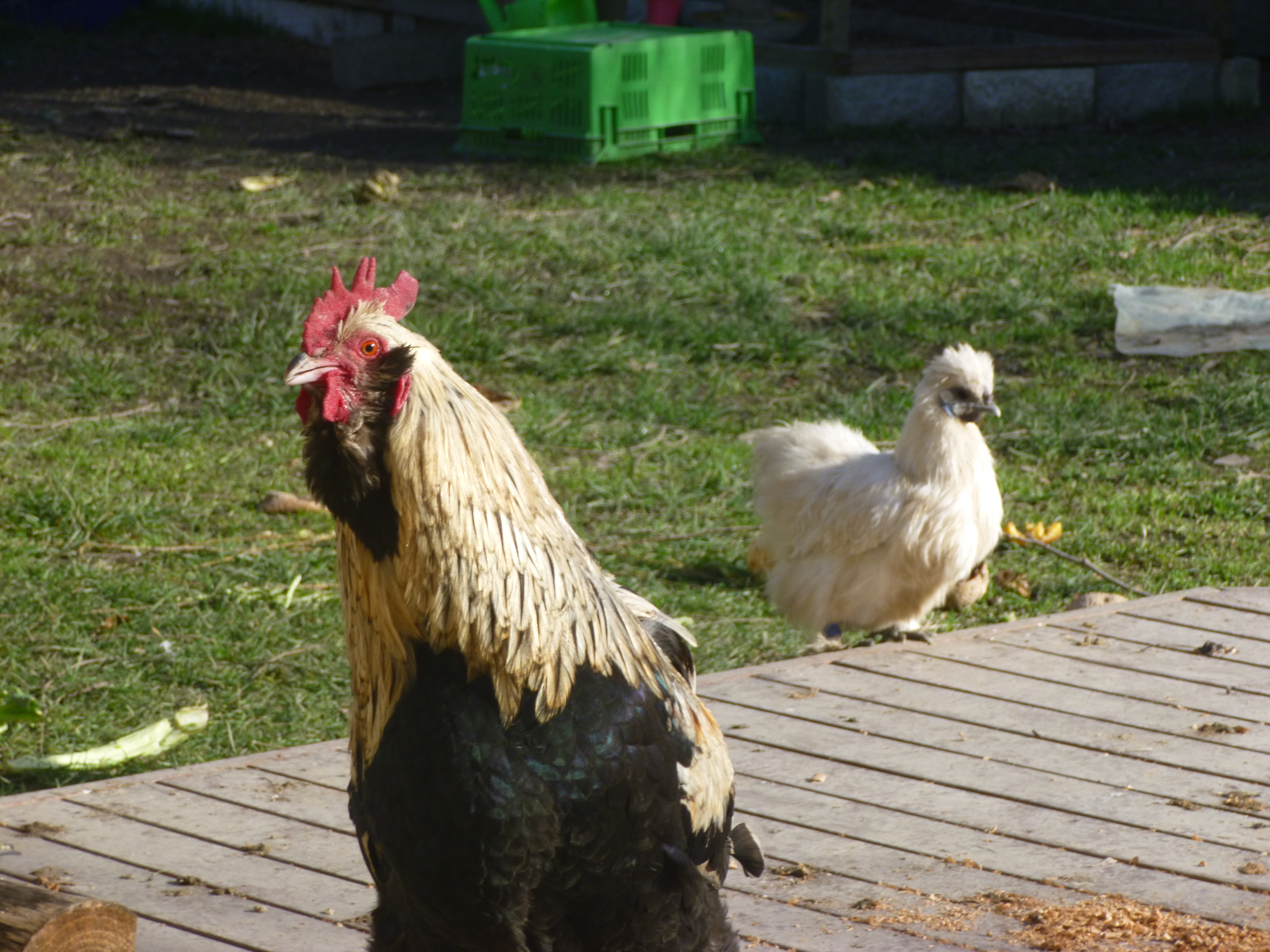 Brucester rooster and Pearl