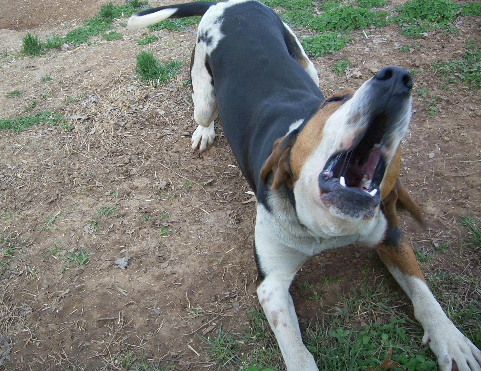 Bruiser telling us it is time to go hunting.