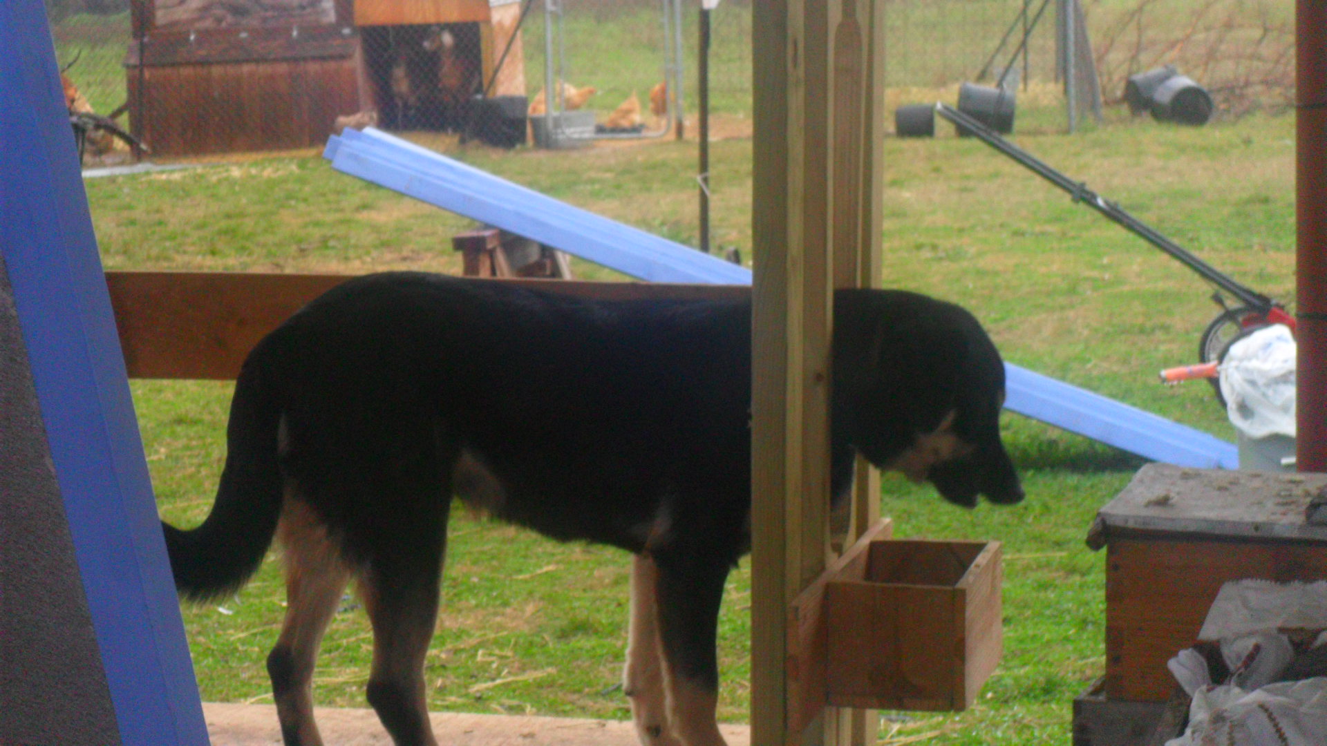 Bruno thinks he's a goat