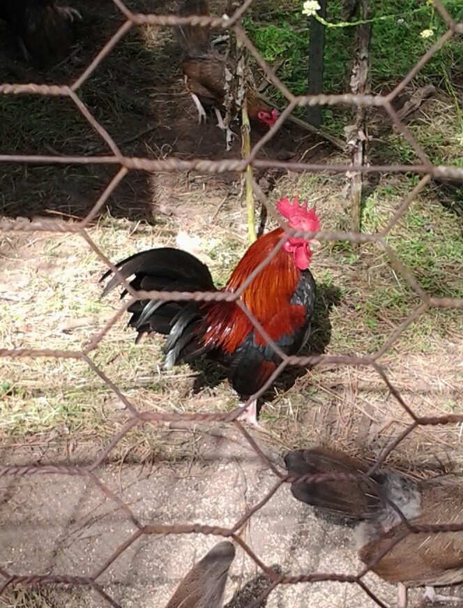 *
Brutus Beefcake, not the dominant, but definitely the troublemaker