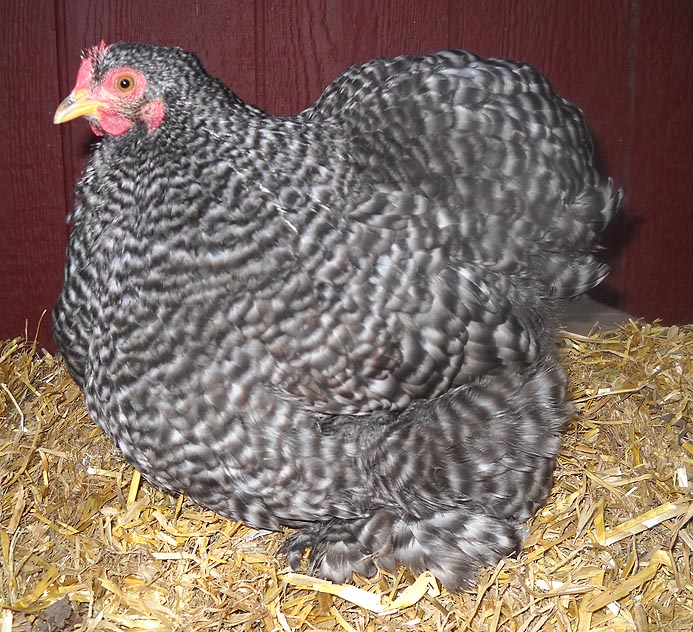 Btm Barred Pullet 2011