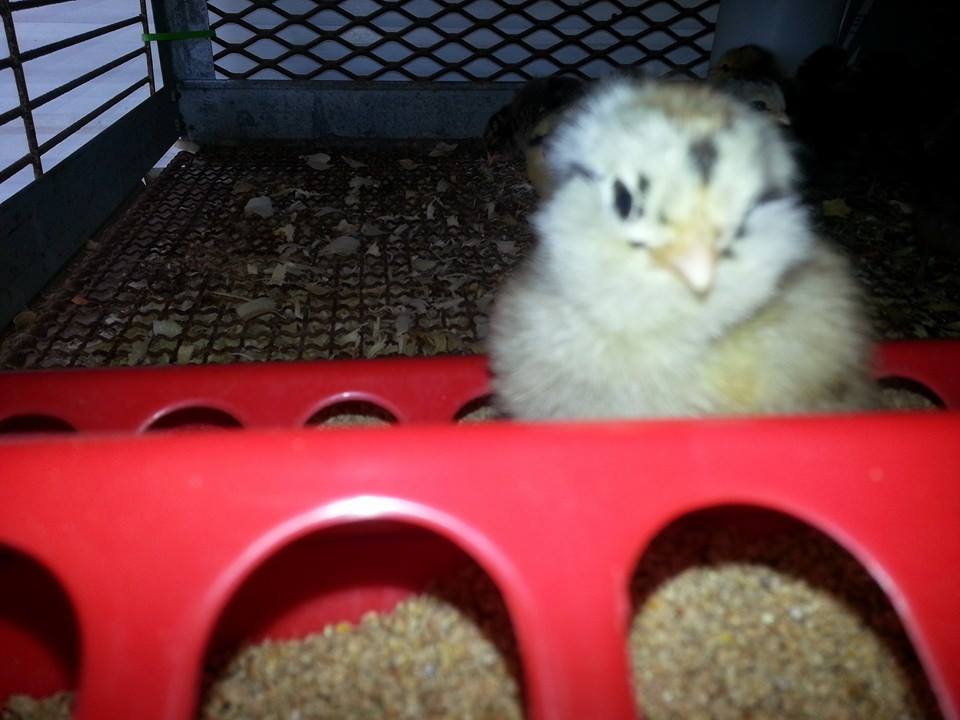Bubba, 1 wk