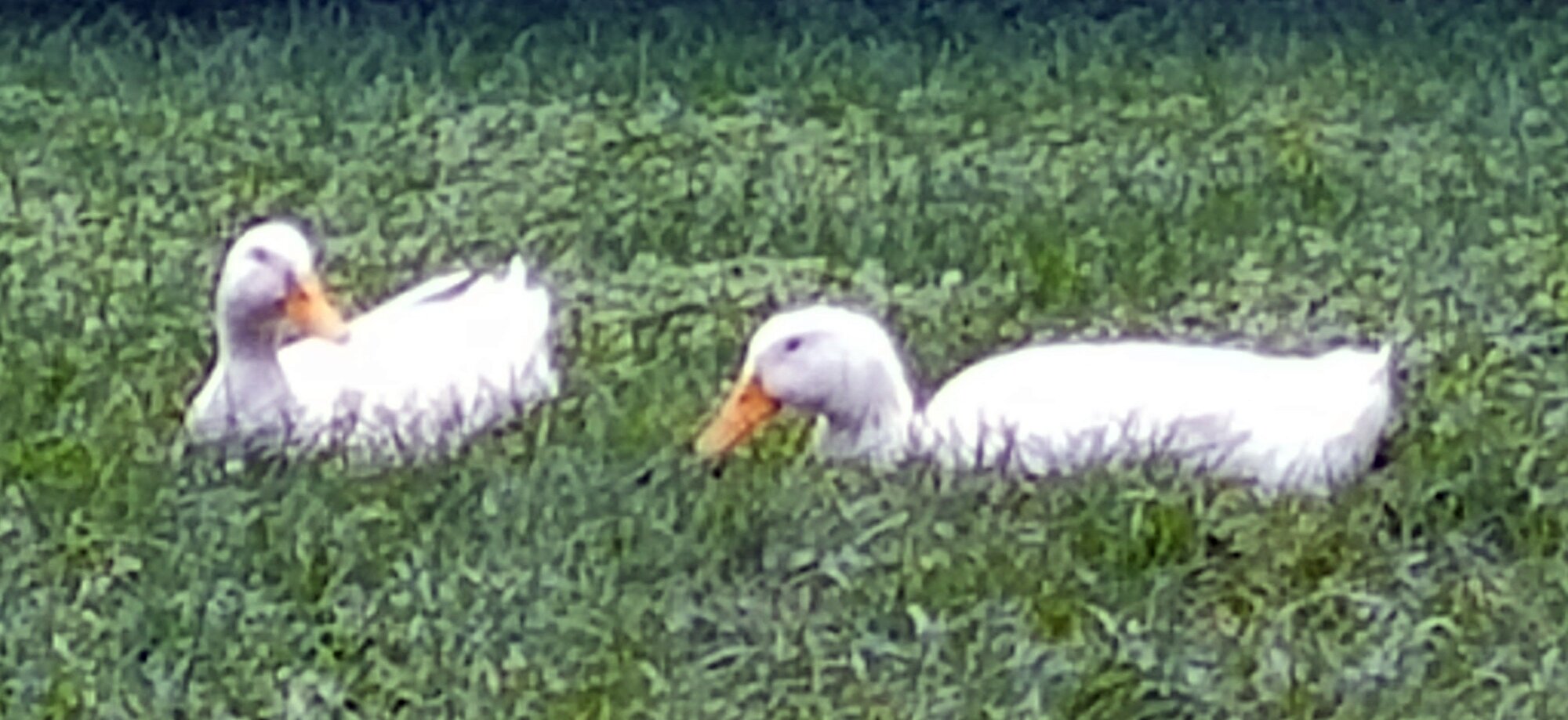 Bubba & Sissy Grounding