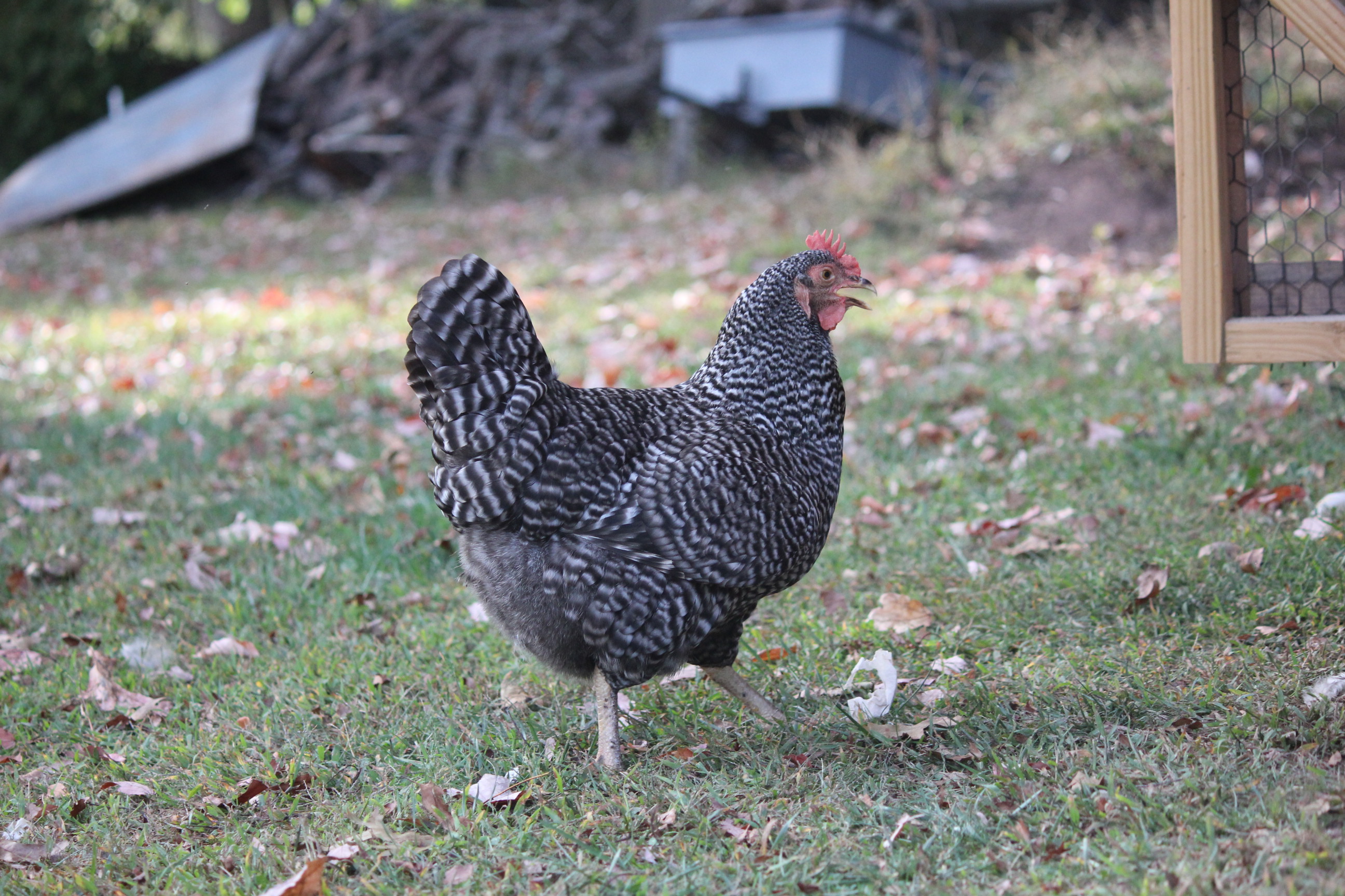 Bubbles- Barred Plymouth Rock