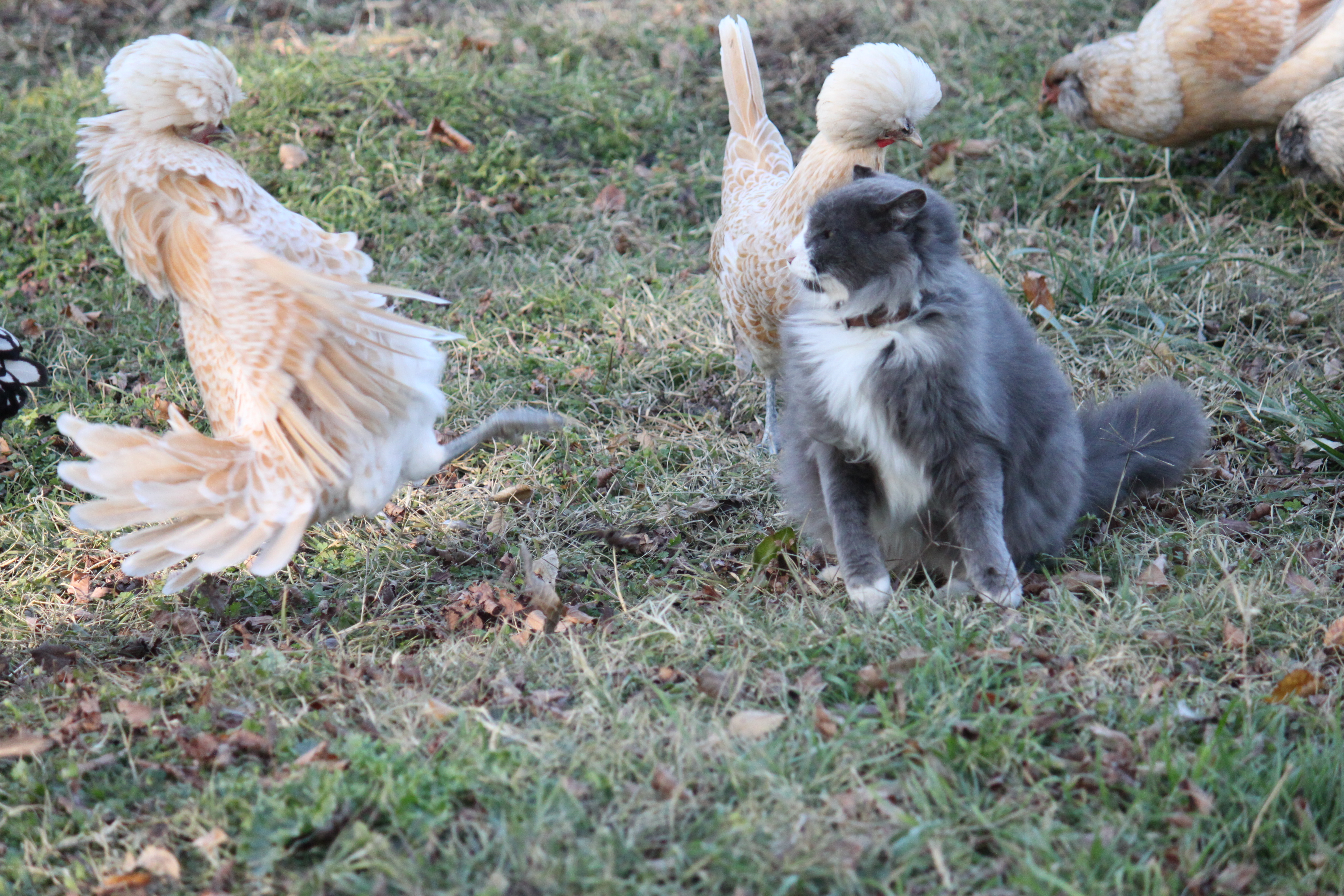 Bubbles gets a swat from C'zer