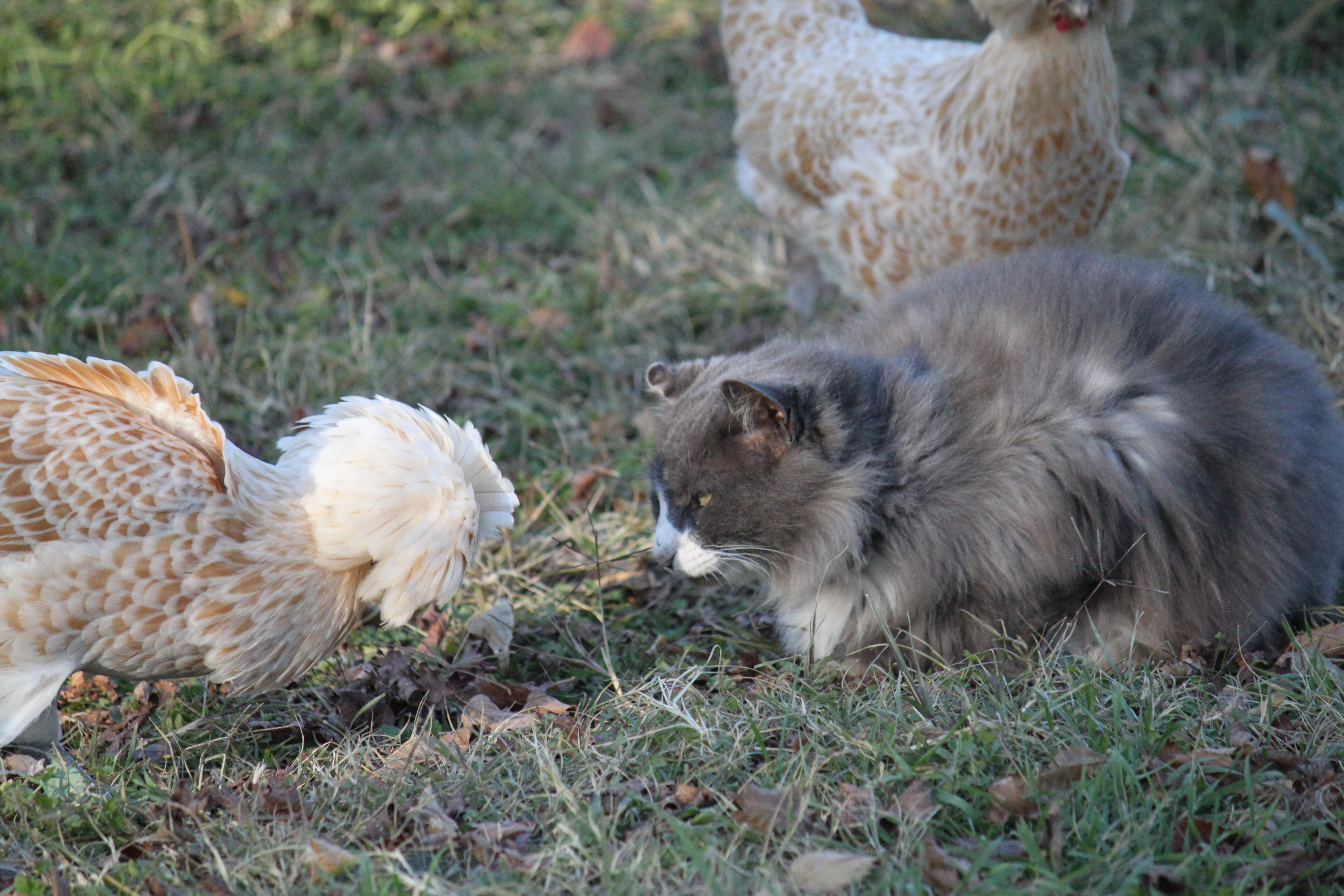 Bubbles harasses C'zer