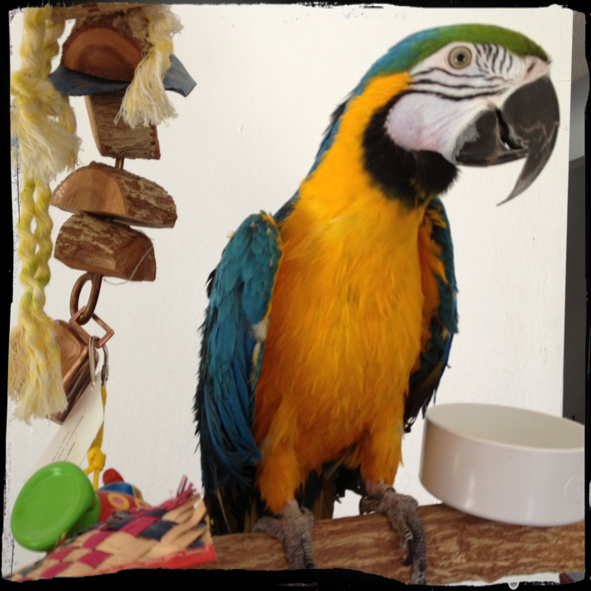 Bubbles is happy on her day perch