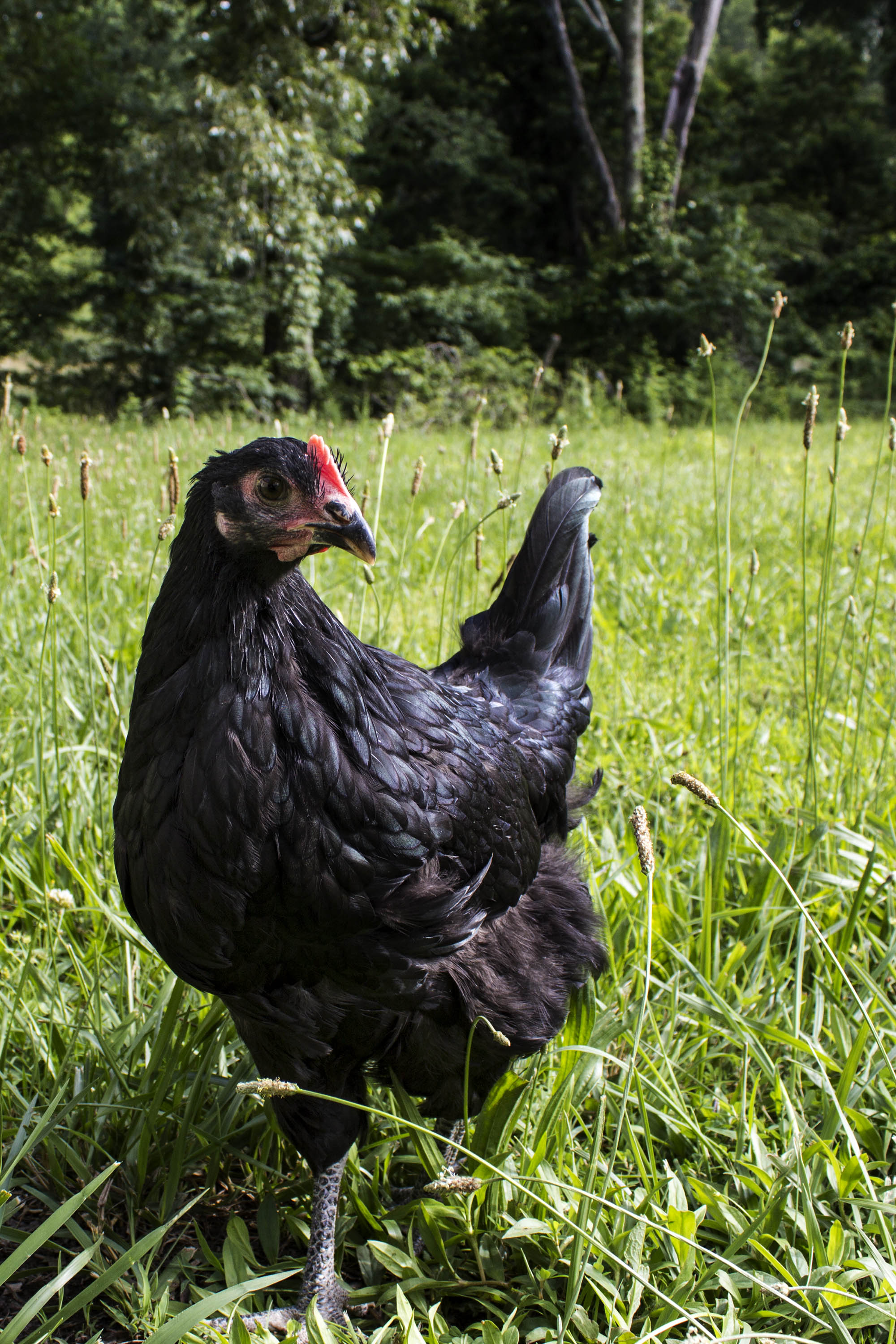Bubinga, Black Australorp