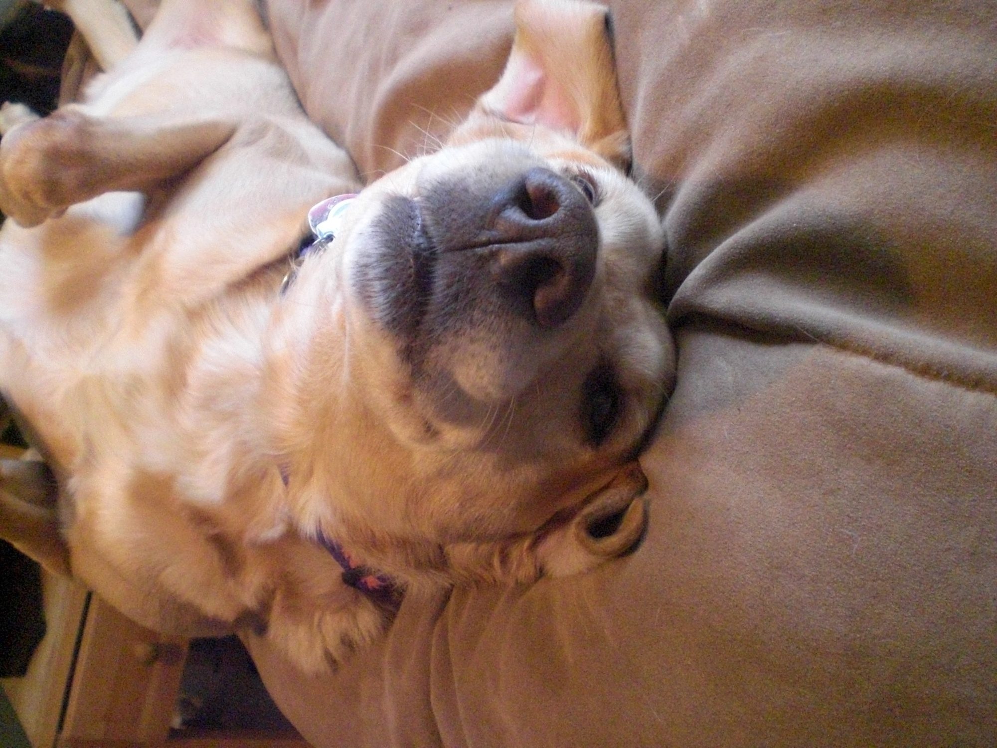 Buck being a lazy lab
