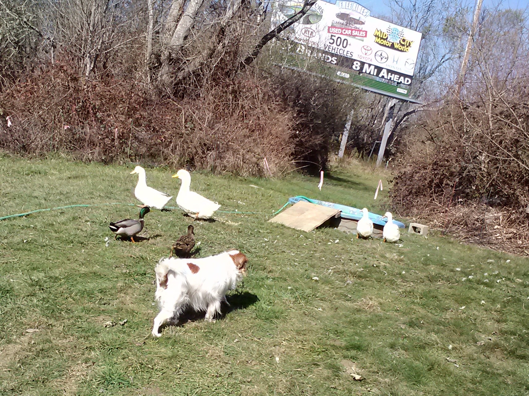 Buck herding the ducks