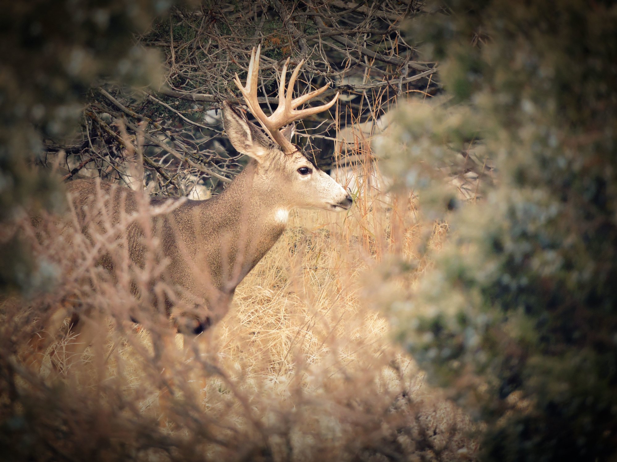 Buck In Northern CA
