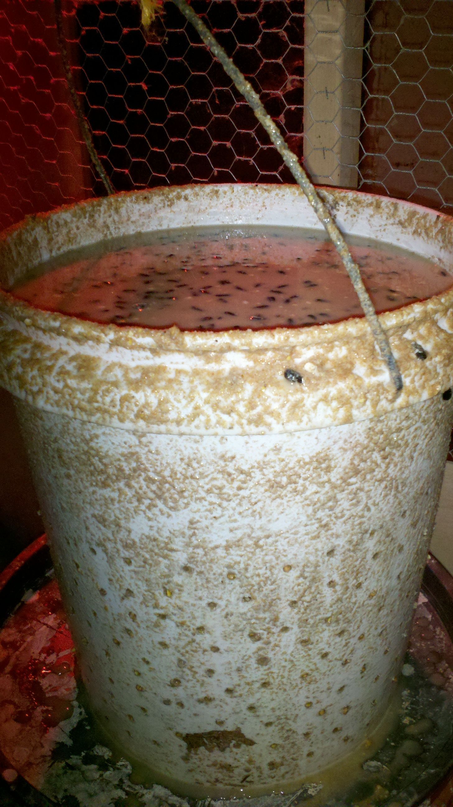 bucket full of feed to drain overnight