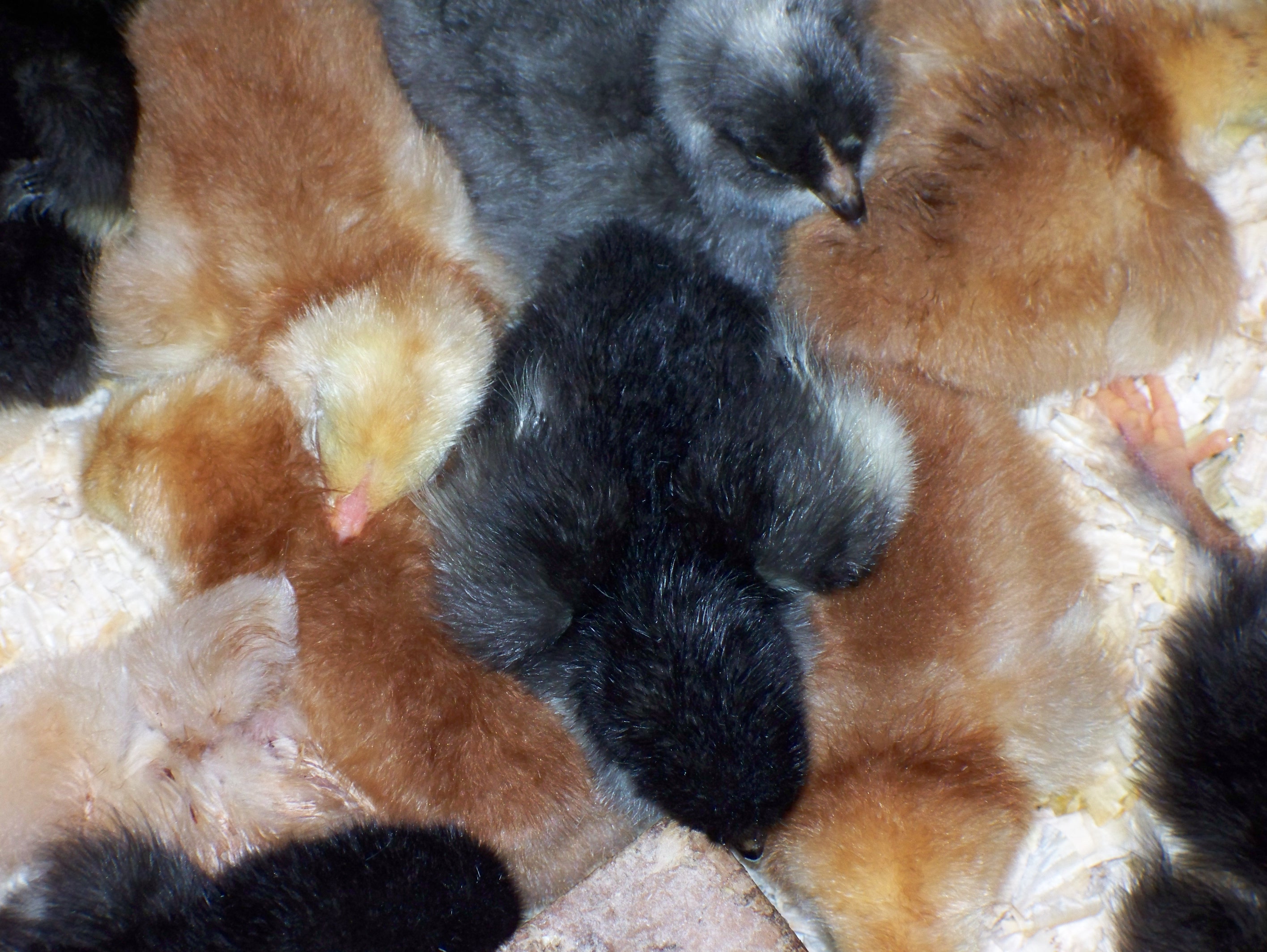 Buckeye & Black Java chicks