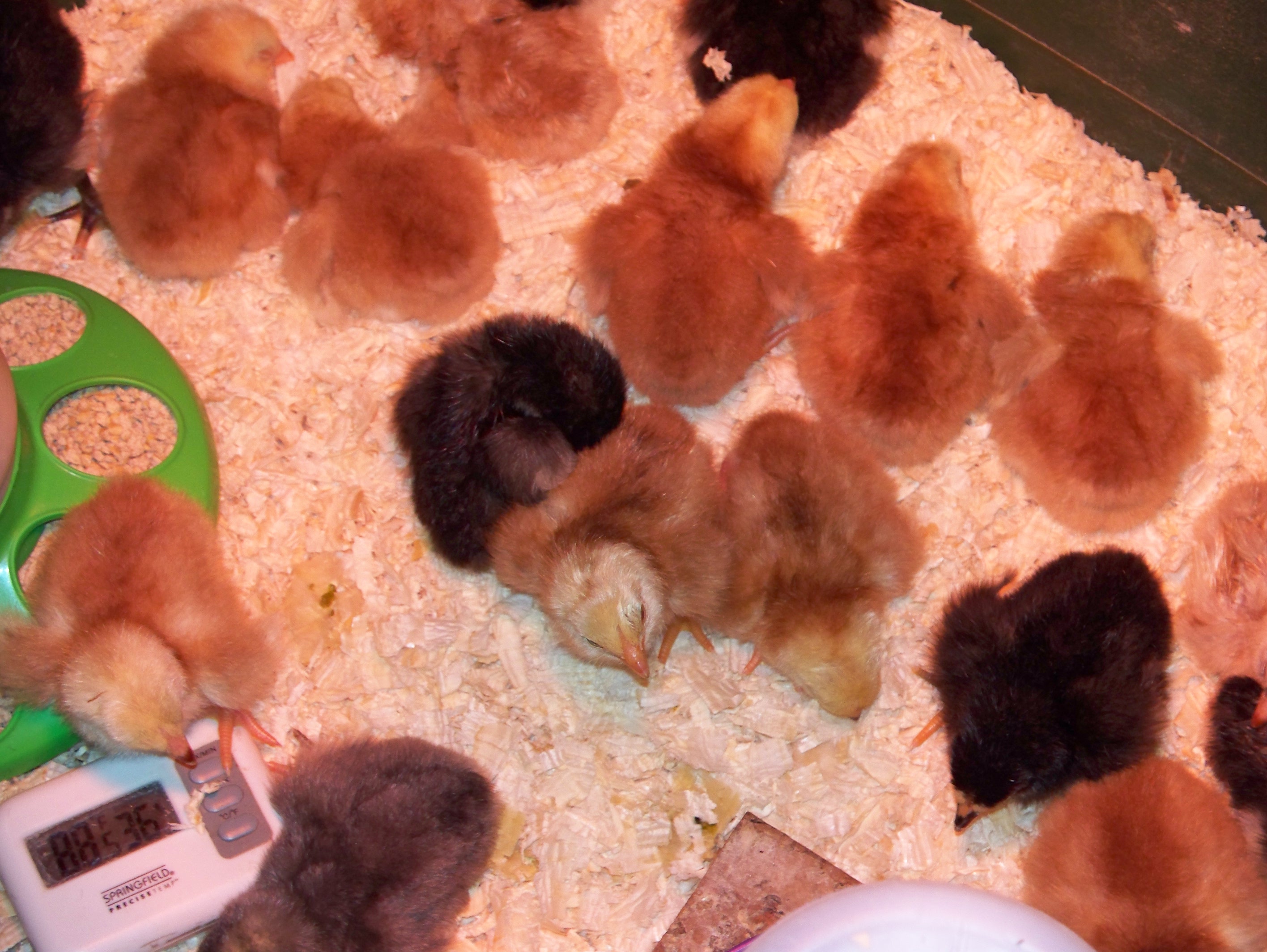 Buckeye & Black Java chicks