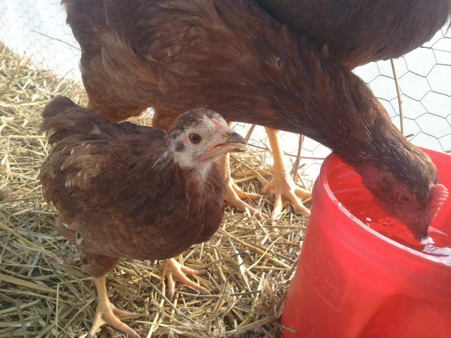 Buckeye Chick 1, 9 weeks old
