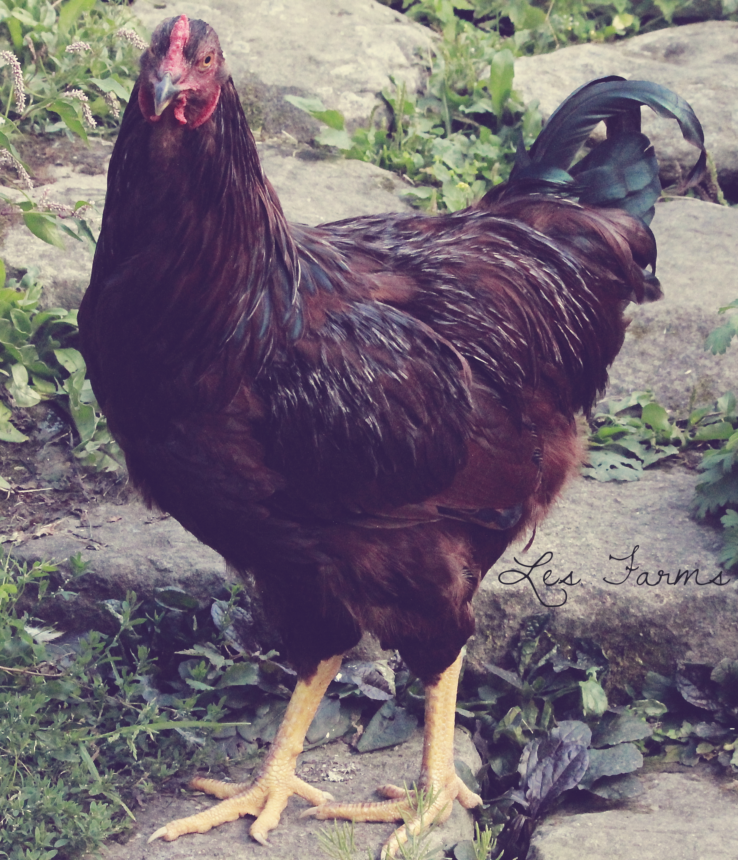 Buckeye Cockerel - 18 weeks
