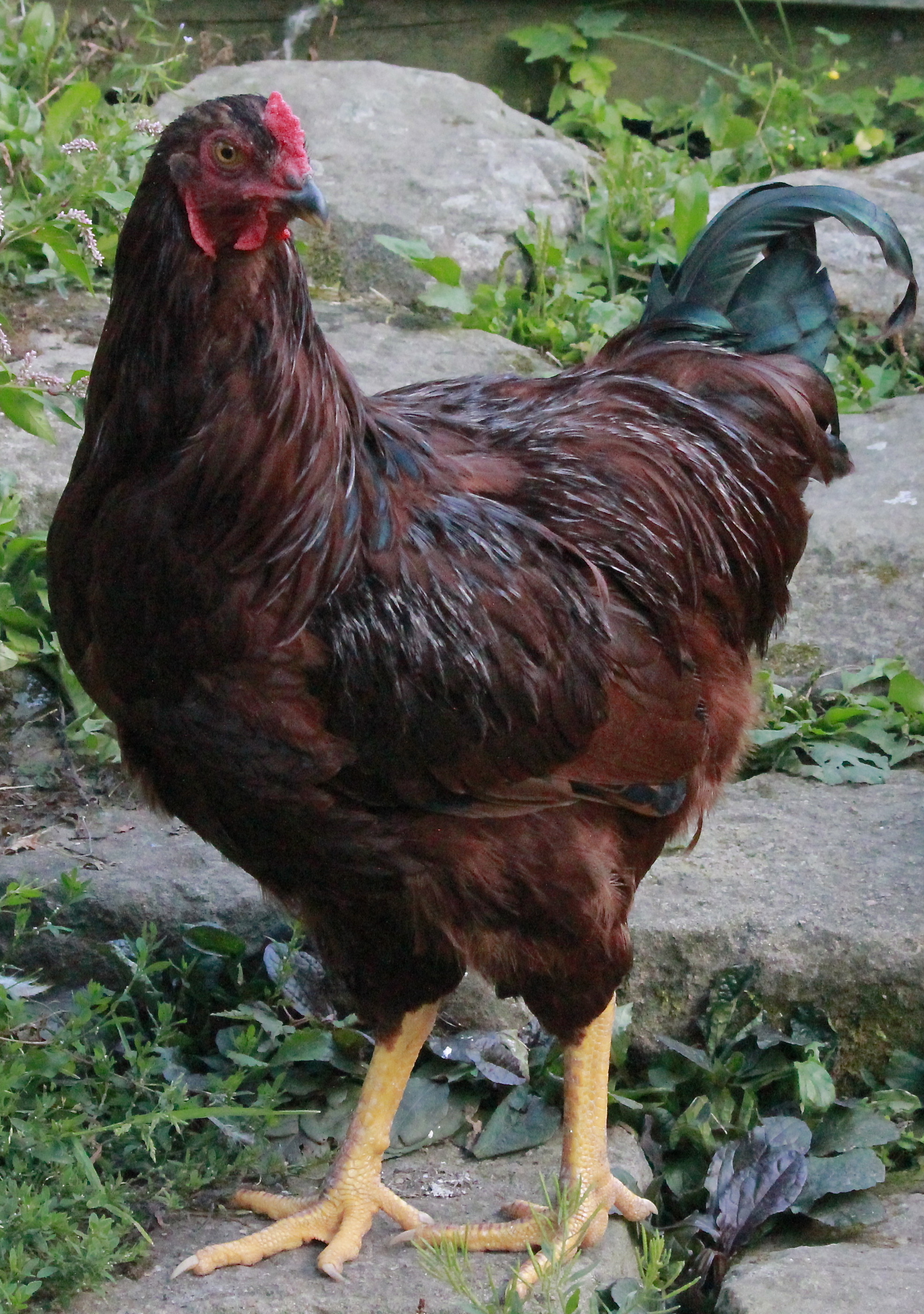 Buckeye Cockerel - 18 weeks