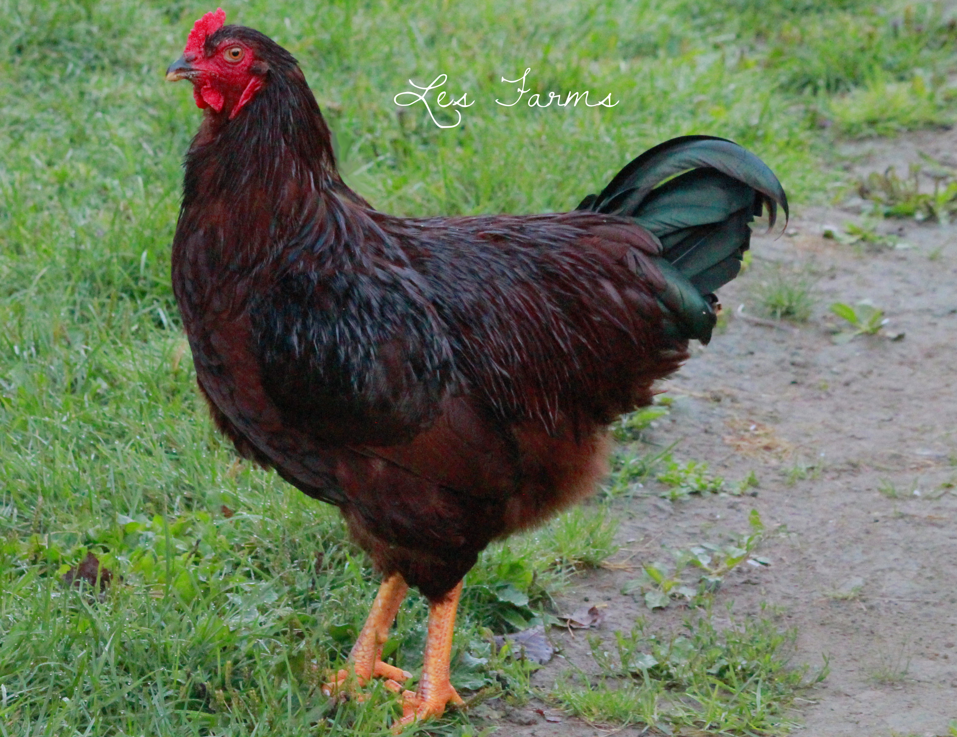 Buckeye Cockerel - 21 weeks