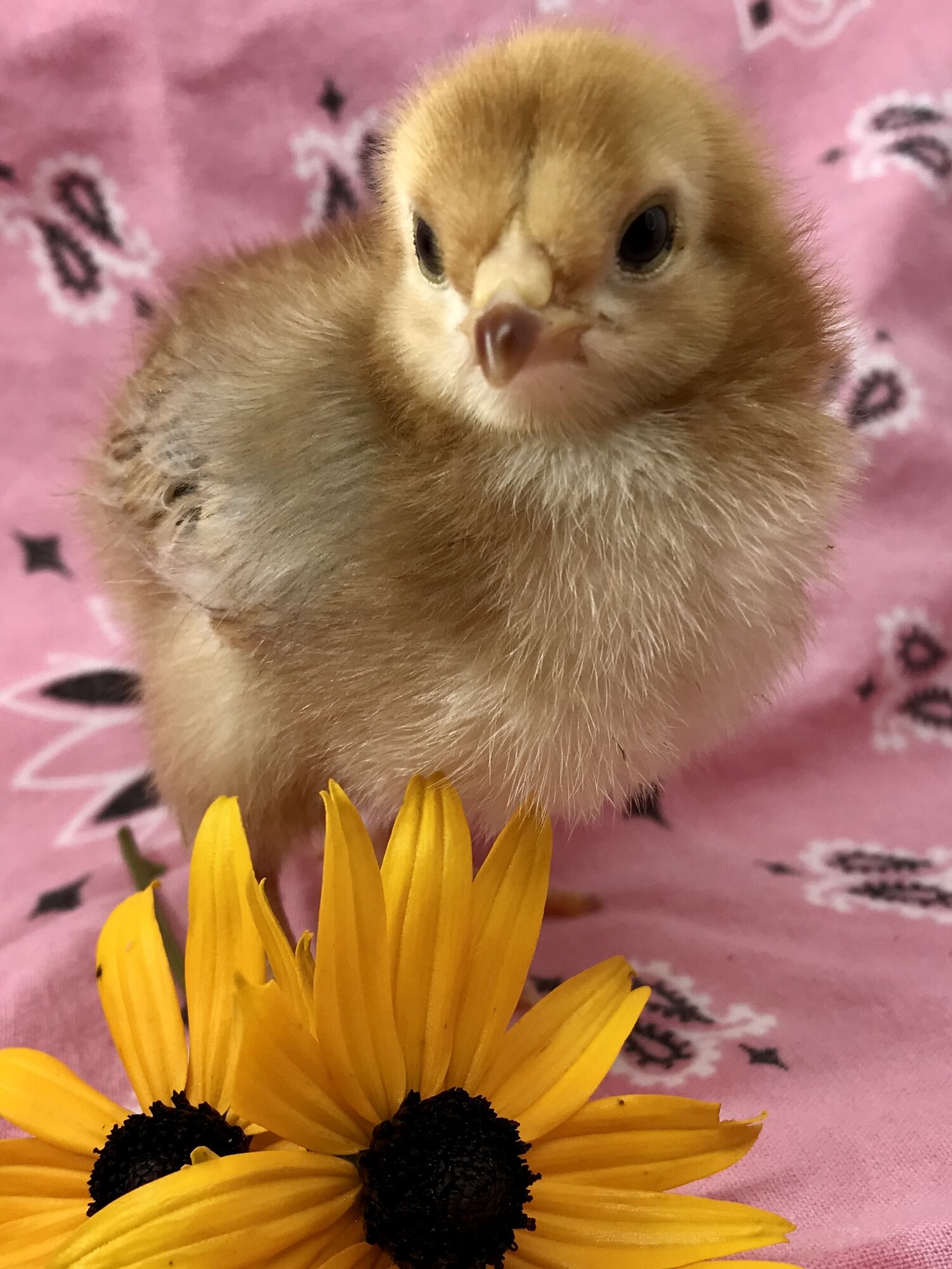Buckeye cockerel