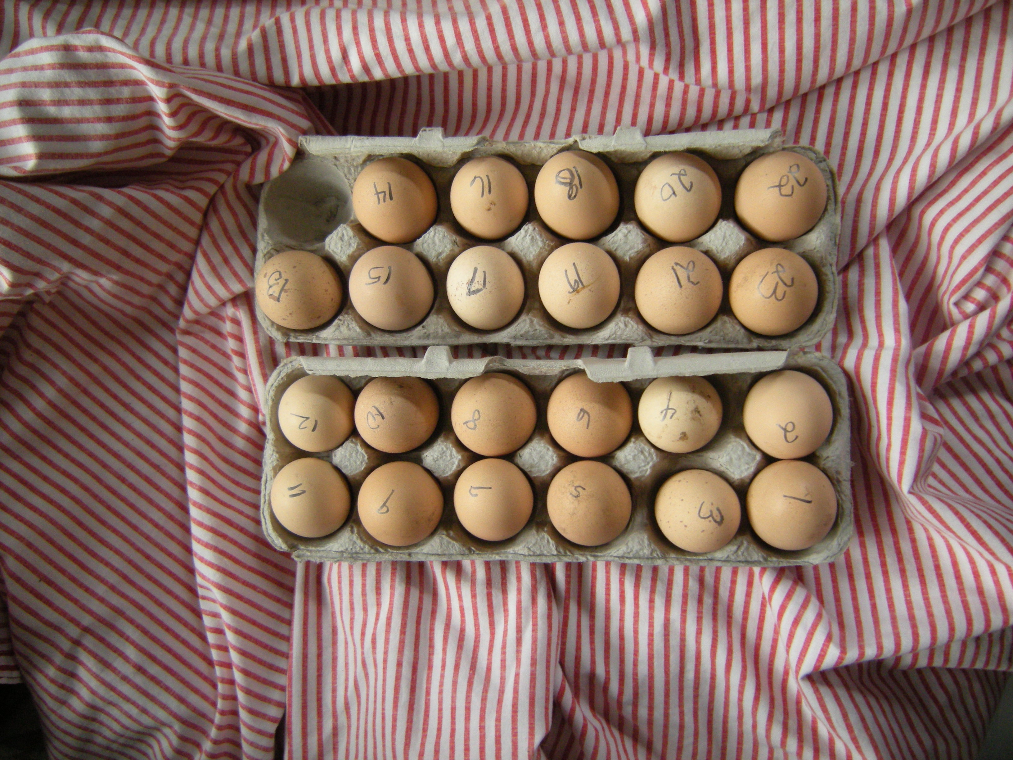 Buckeye eggs won from online 4H auction