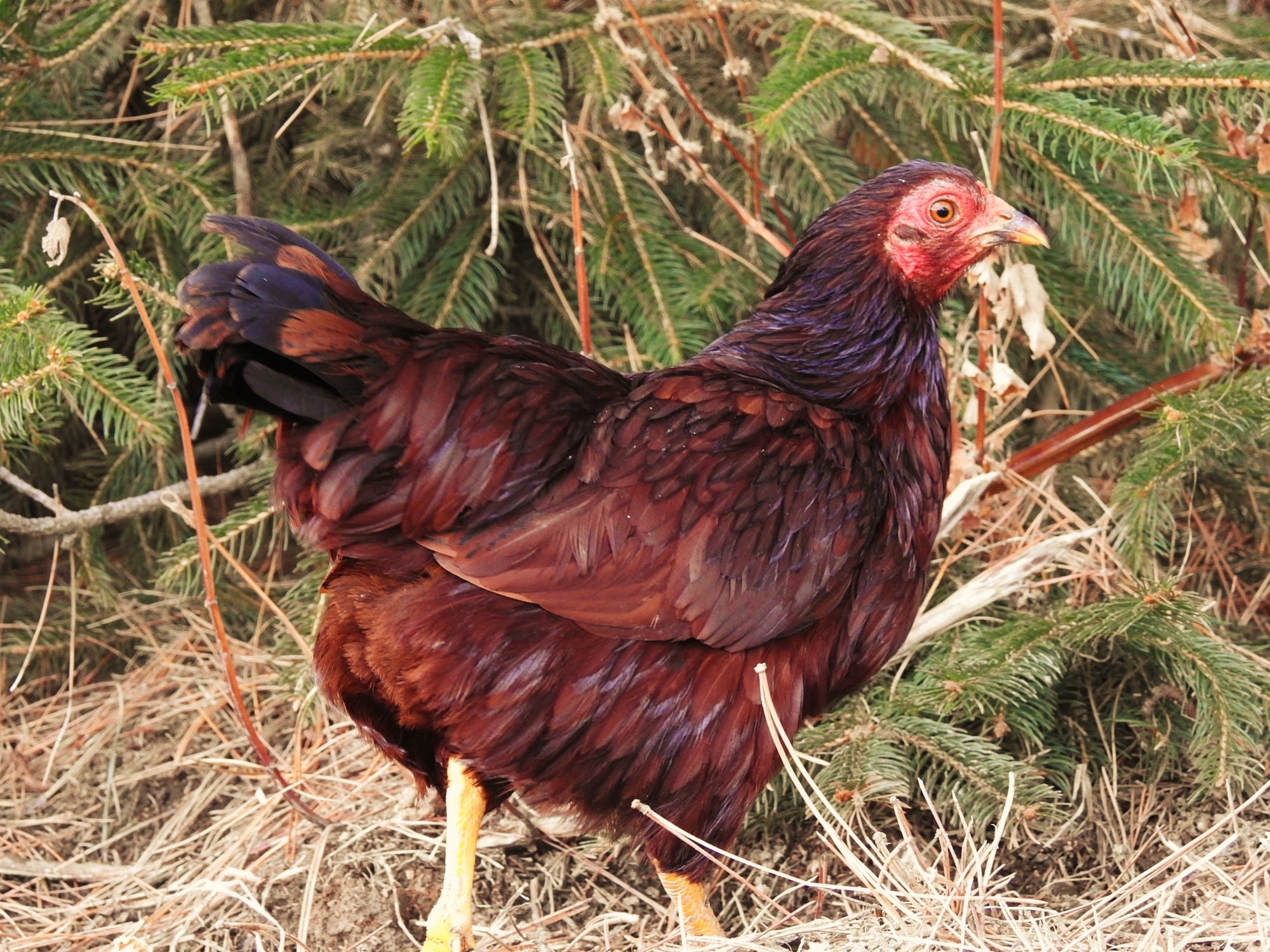 Buckeye Hen (bantam)