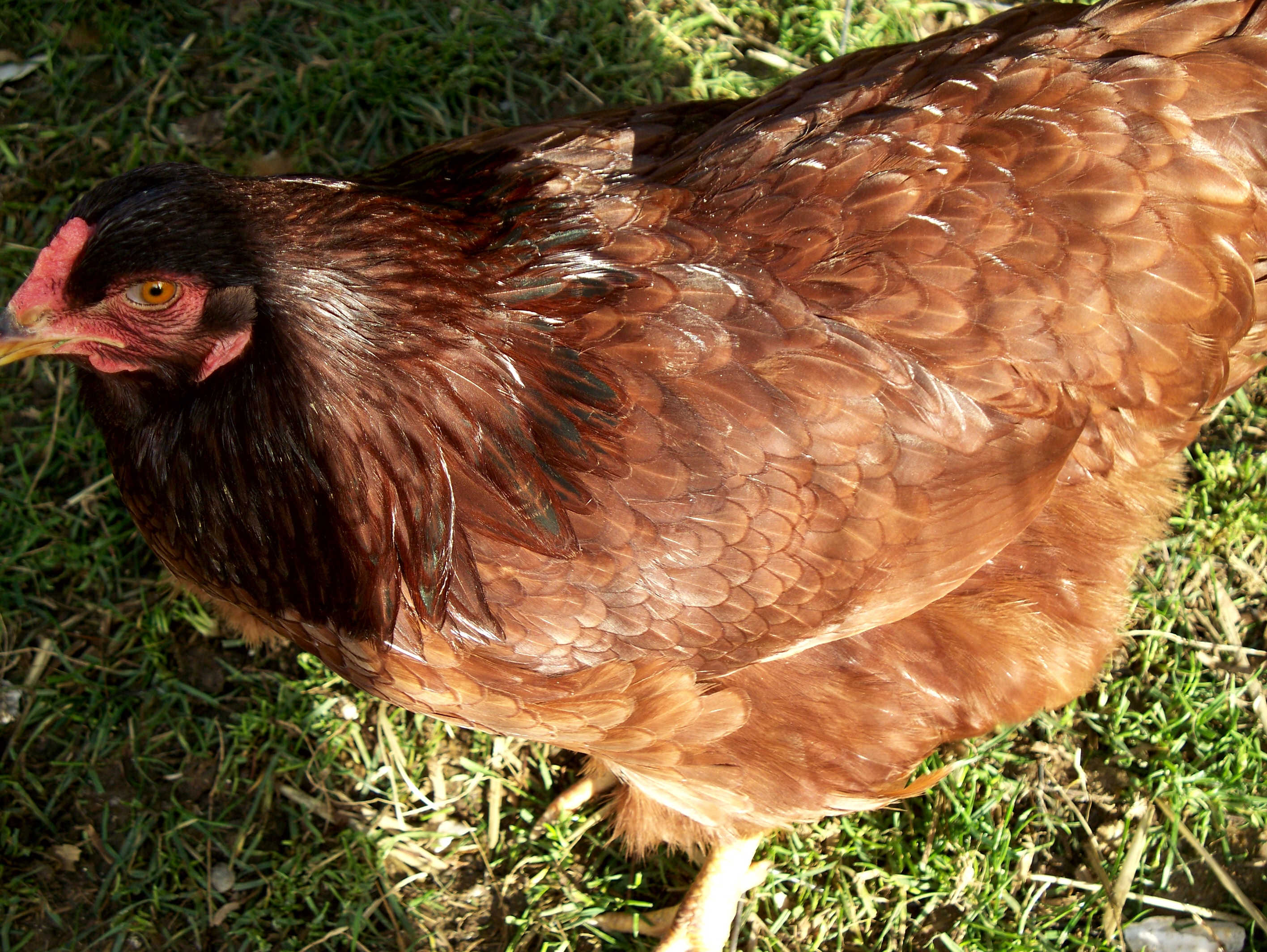 Buckeye hen