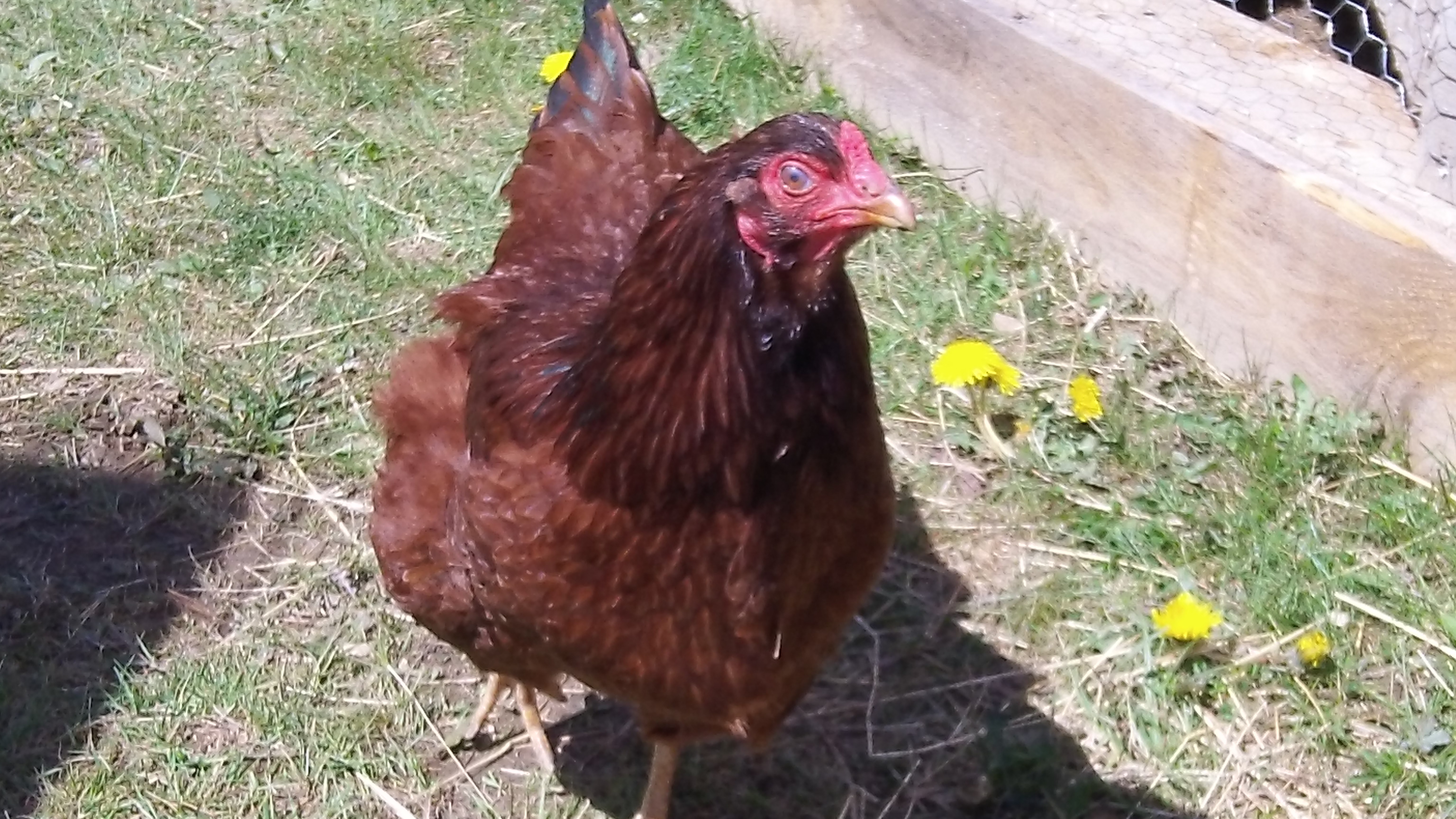 Buckeye Hen
