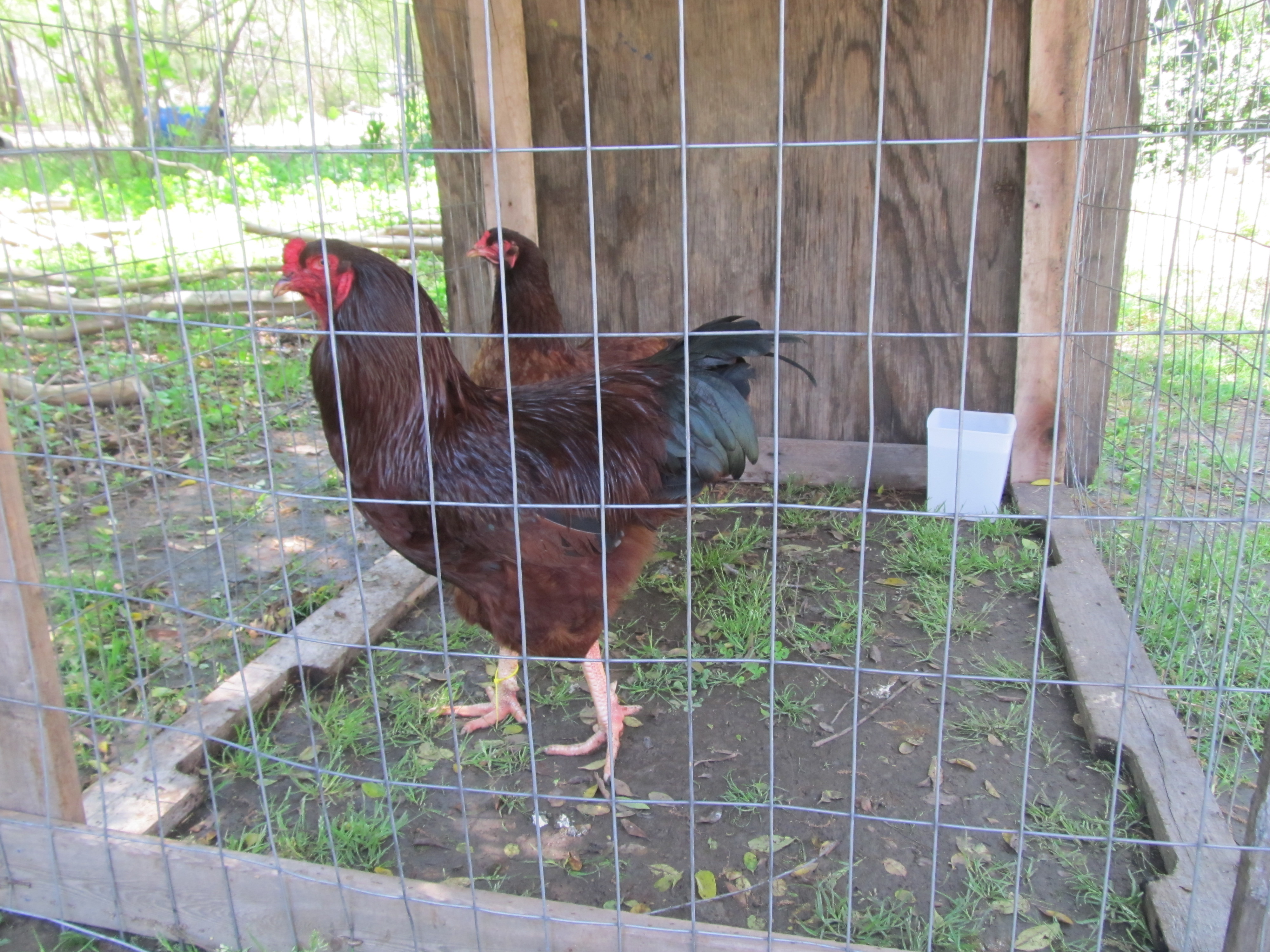 Buckeye pair