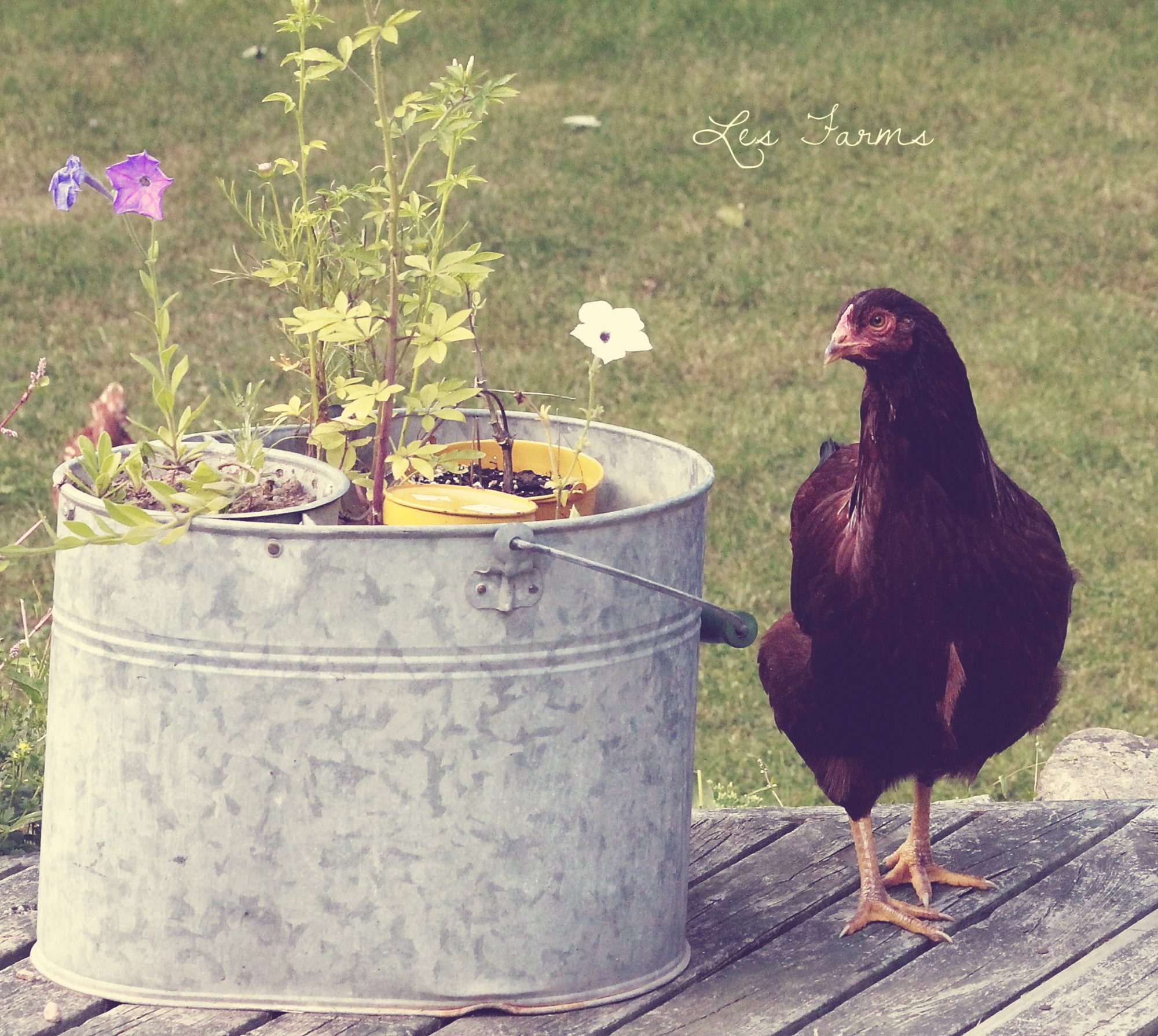 Buckeye pullet - 18 weeks