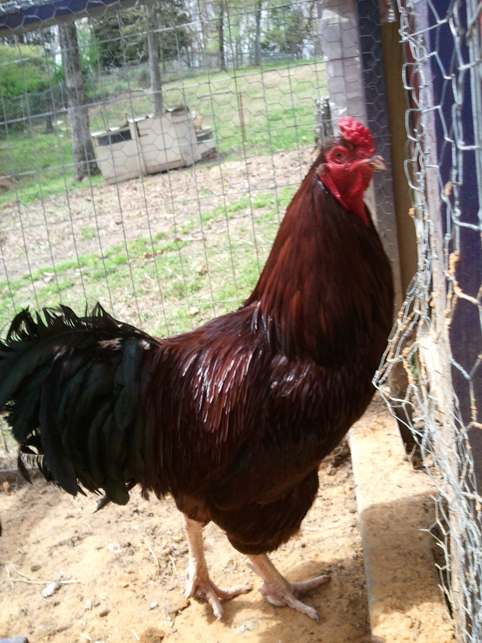 Buckeye rooster