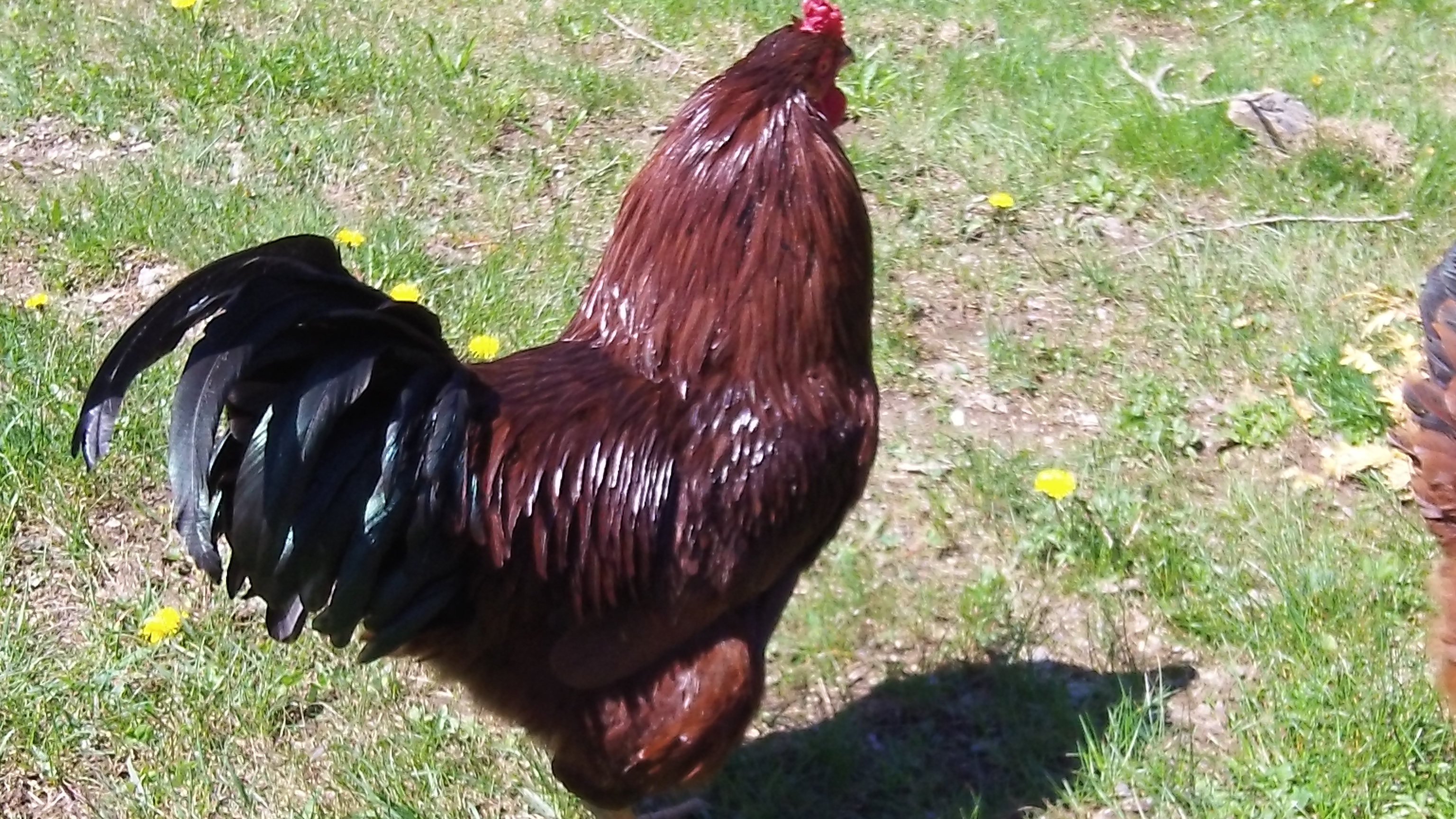 Buckeye Rooster