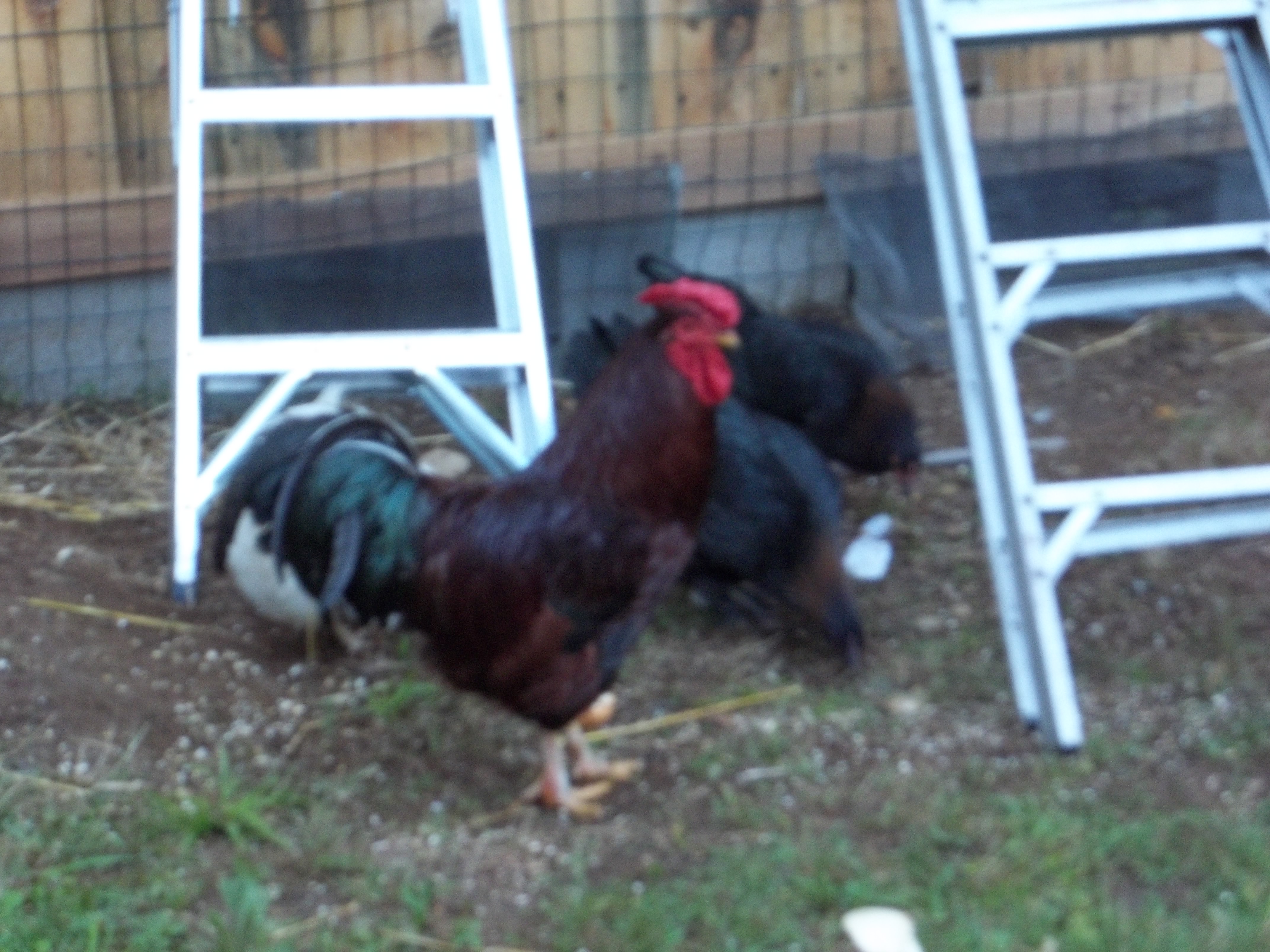 Buckeye Rooster
