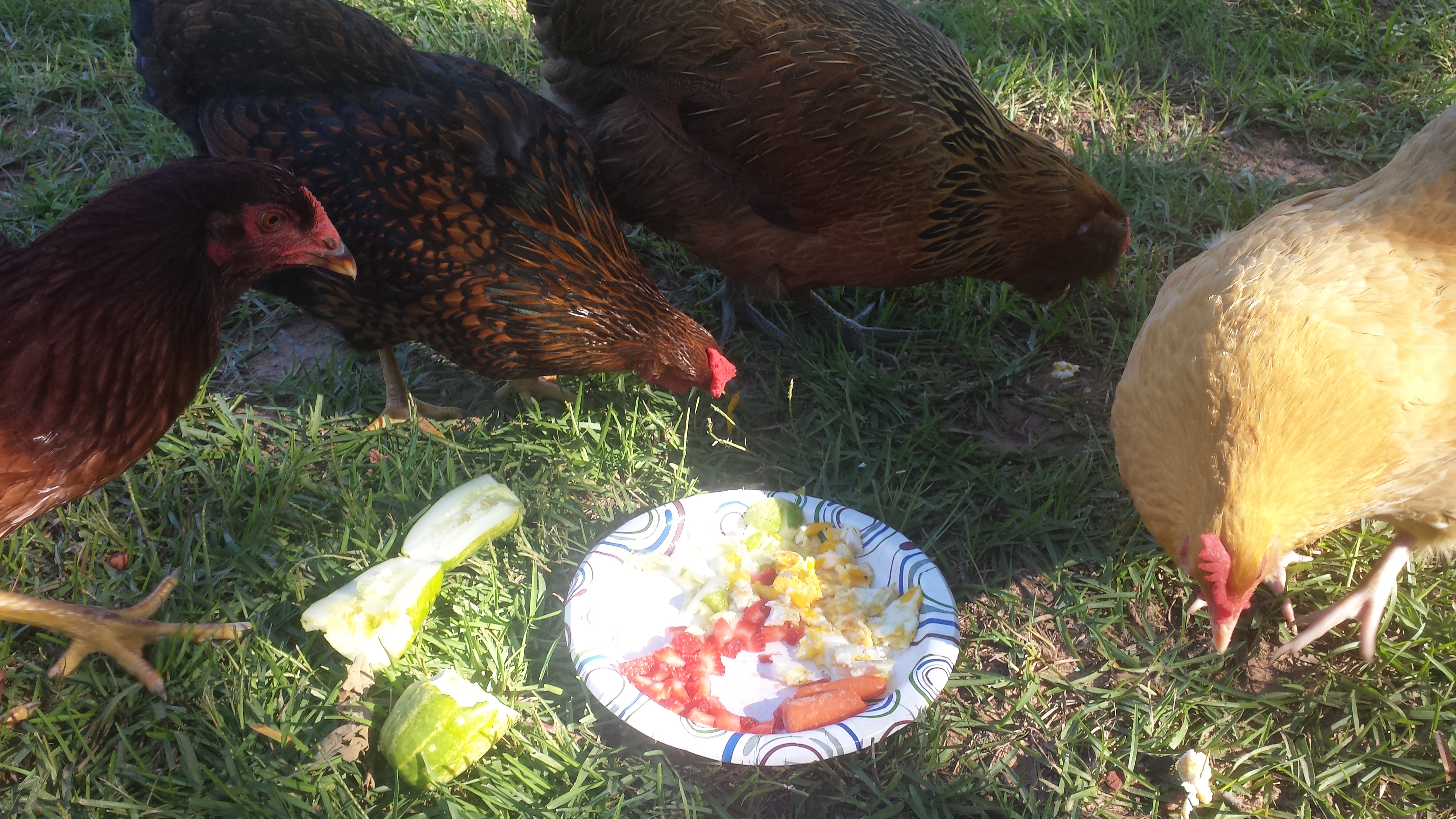 Buckeye, Wyandotte, EE and Buff Orp having some fried eggs, watermelon and cucumbers