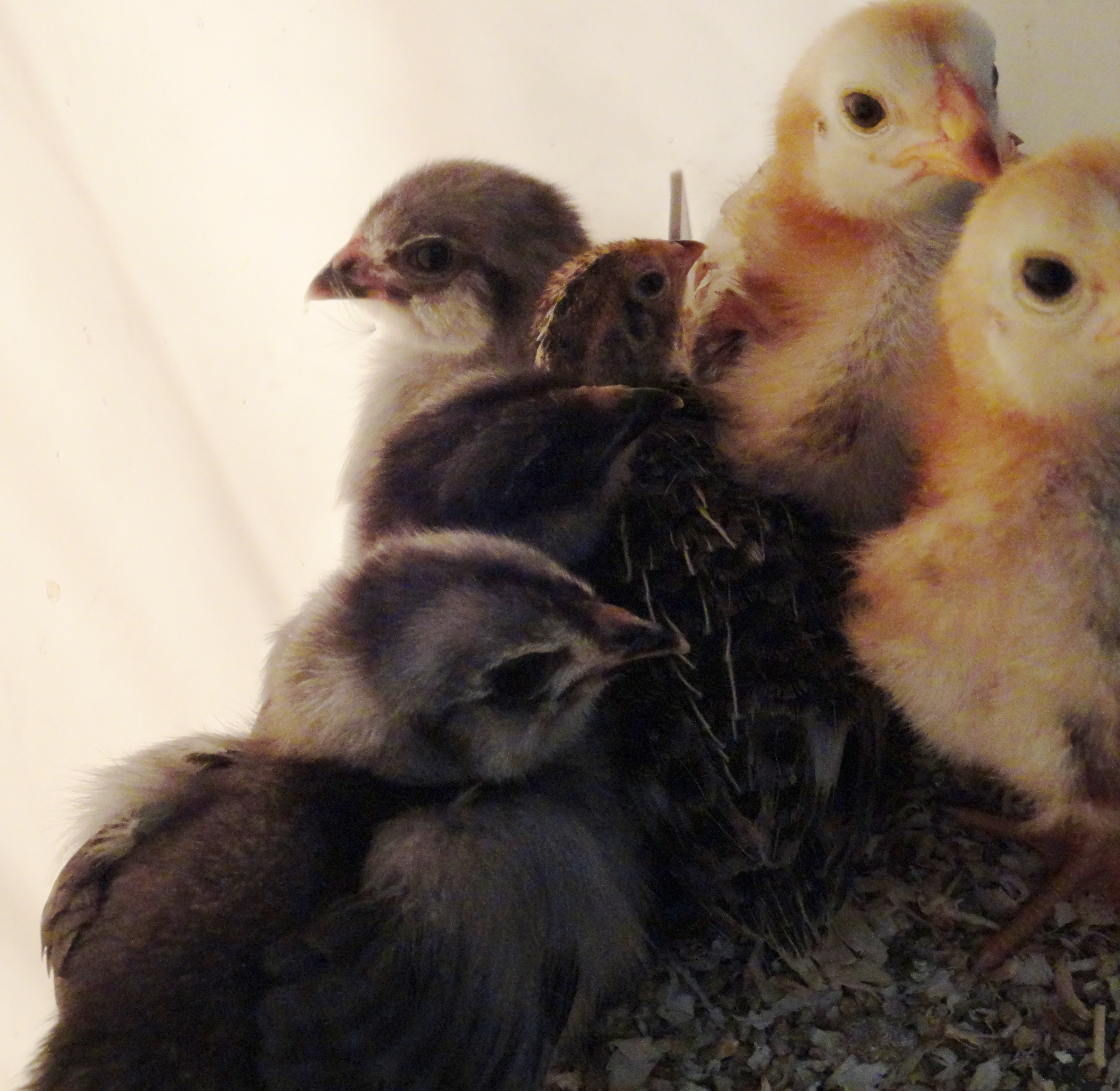 buckeyes and jg/ee with a quail chick 3/31 hatch (buckeyes a bit older)