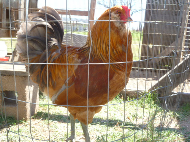 Buddha the Easter Egger roo