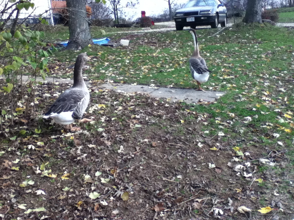 Buddy and Percy